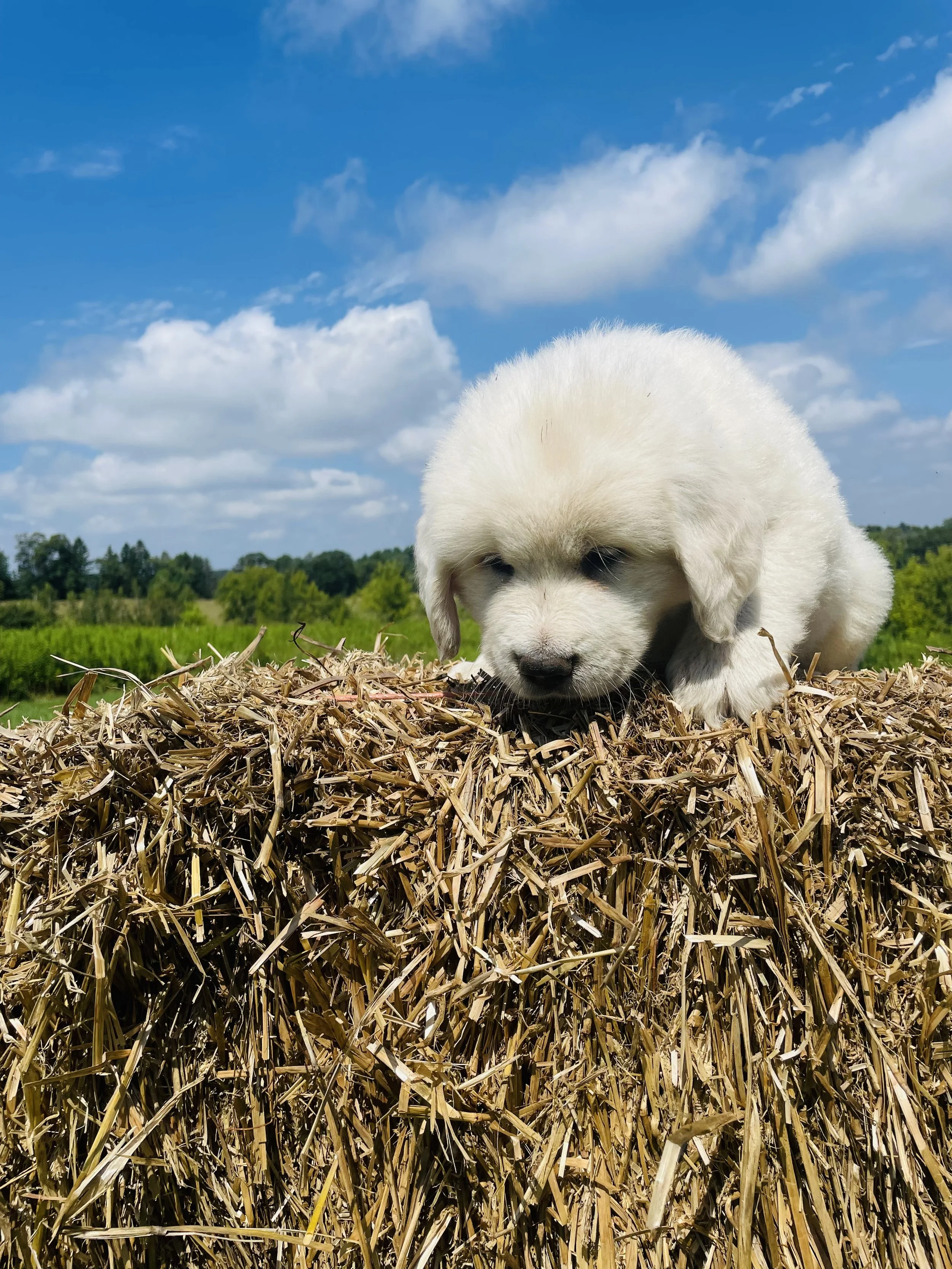 SOLD - Orange - female