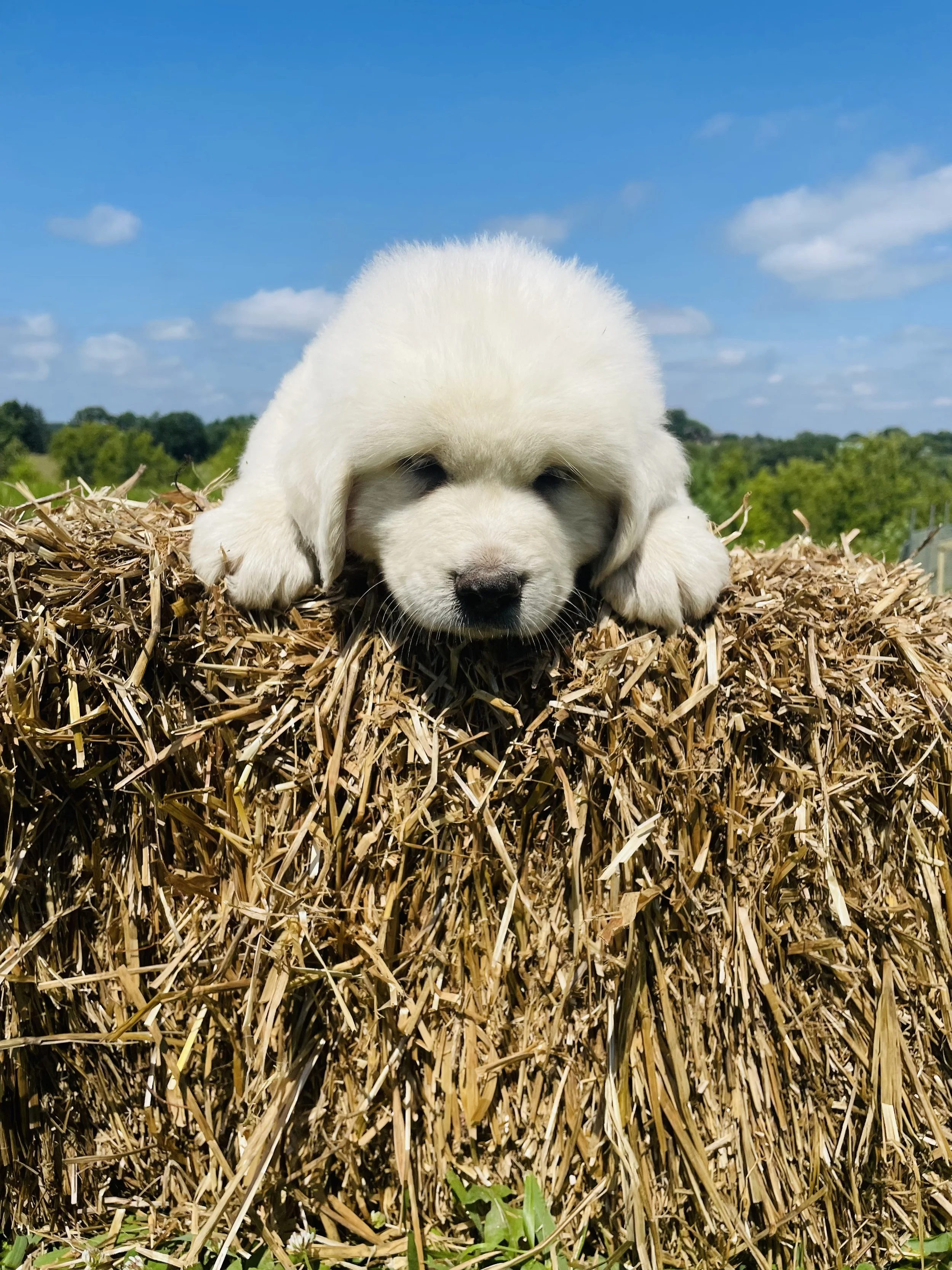 SOLD - Dark Green - male