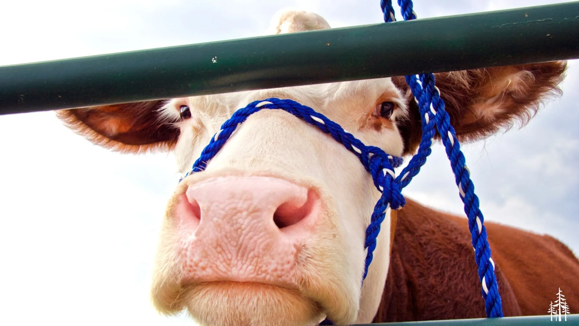 Excursion: NWM Fair