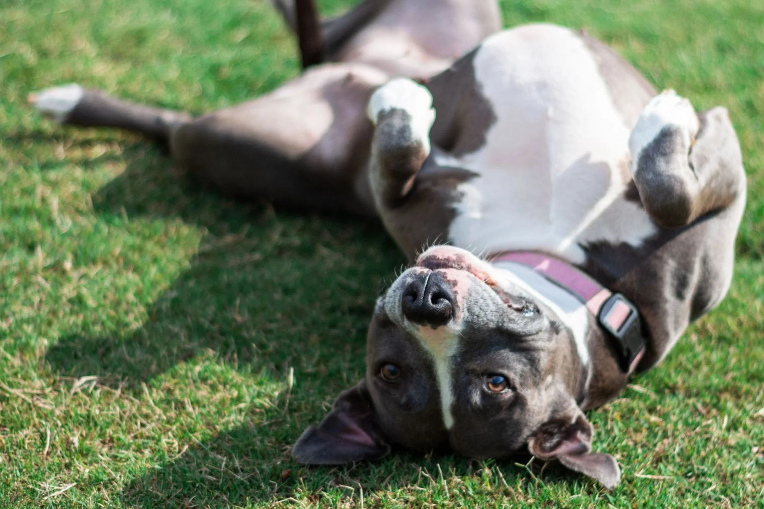 Friends of Miami Animals (FoMA)