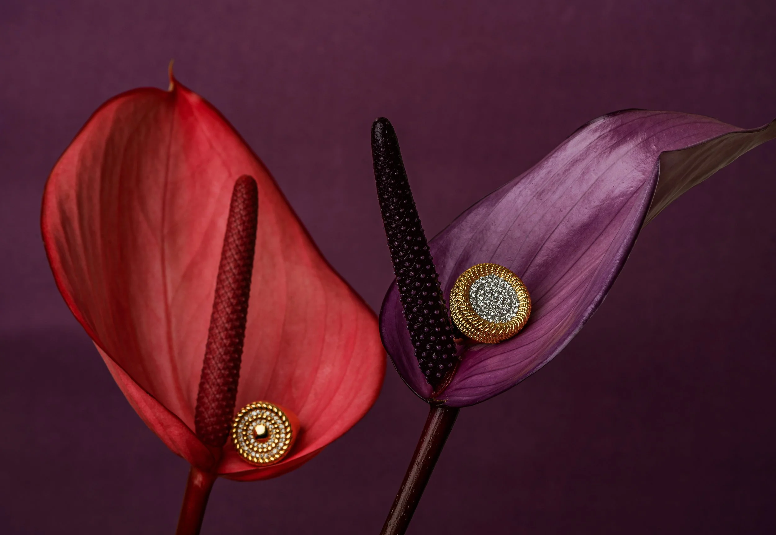 Two anthurium flowers, red and purple, with decorative gold and silver coiled rings on their spadices, set against a dark purple background.