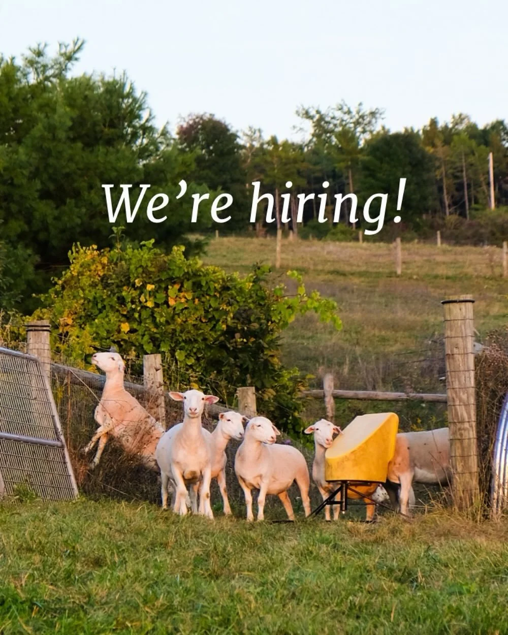 Come help us grow Edible Capital District! 🌱

We&rsquo;re a year into publishing this incredible magazine, and we&rsquo;ve got so many ambitious plans. Come work with us to grow our ad base and help drive the magazine and our community forward! 

We