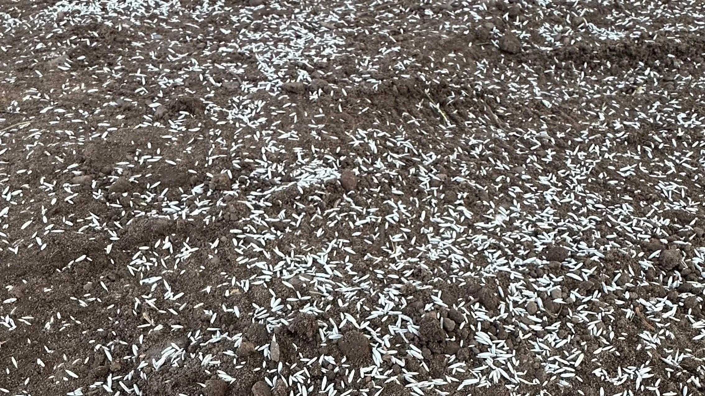 Special Seed Blend for the U.P.