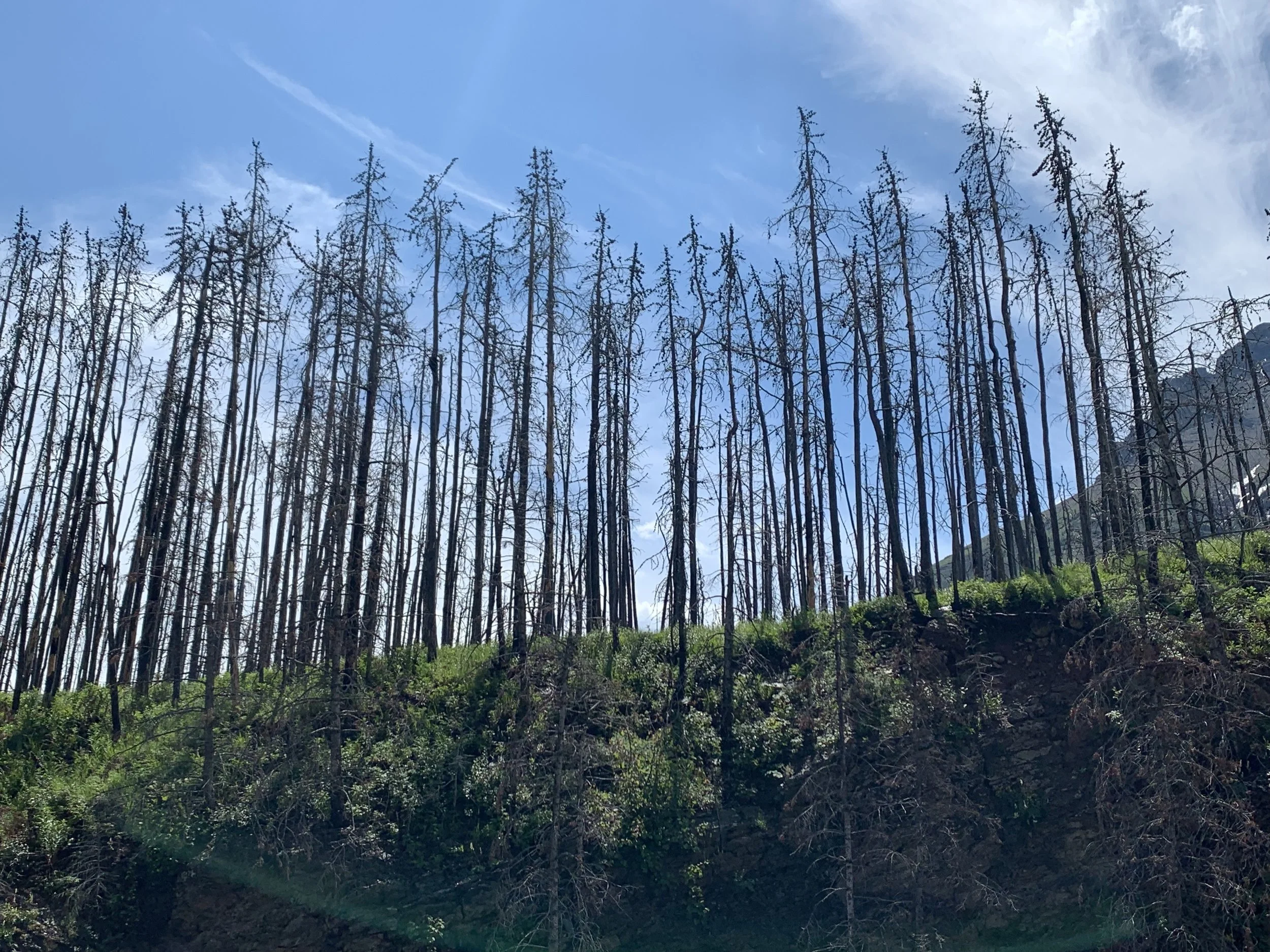 CC vulnerability impacts adaptation.jpeg