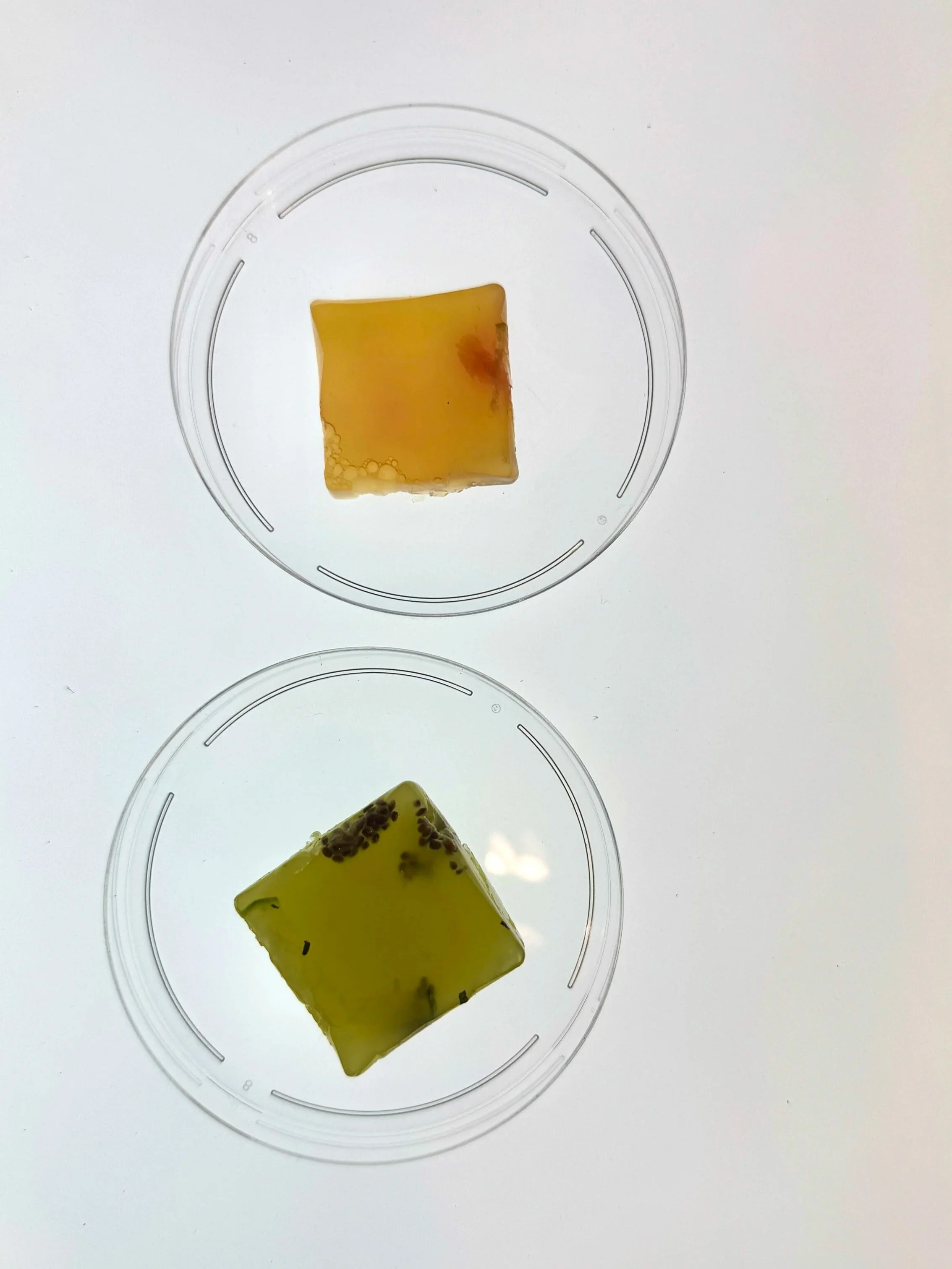 AMUSE BOUCHE // jellies