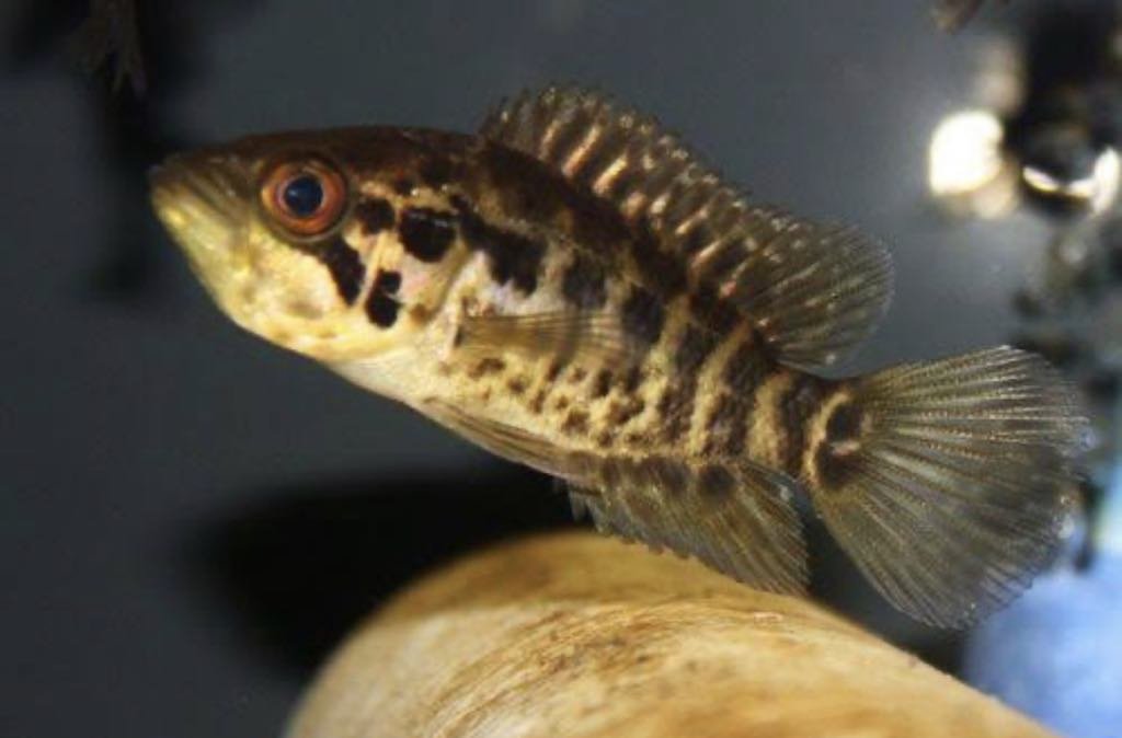 jaguar Jack cichlid 8-10cm