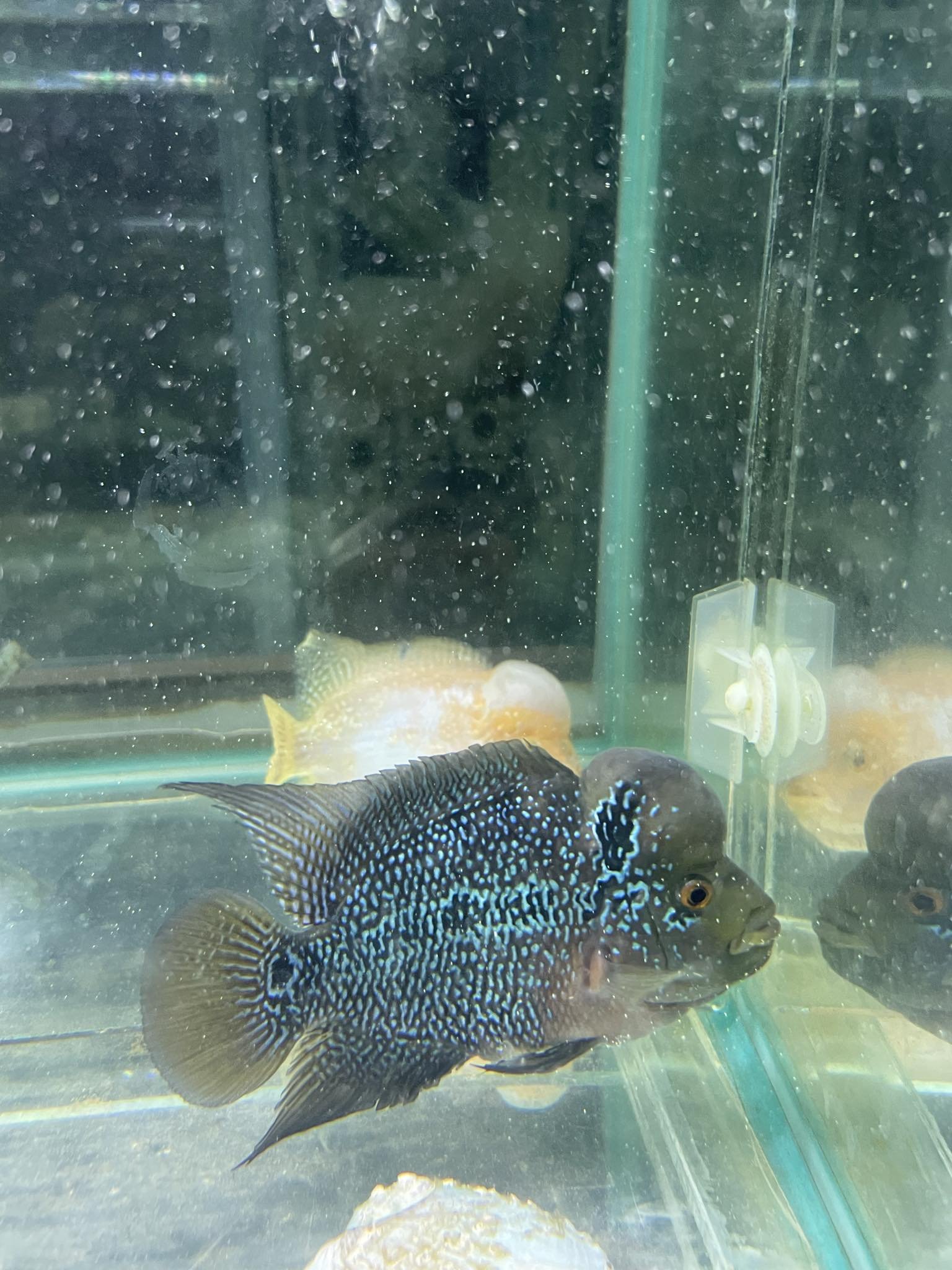 SRD flowerhorn MS08