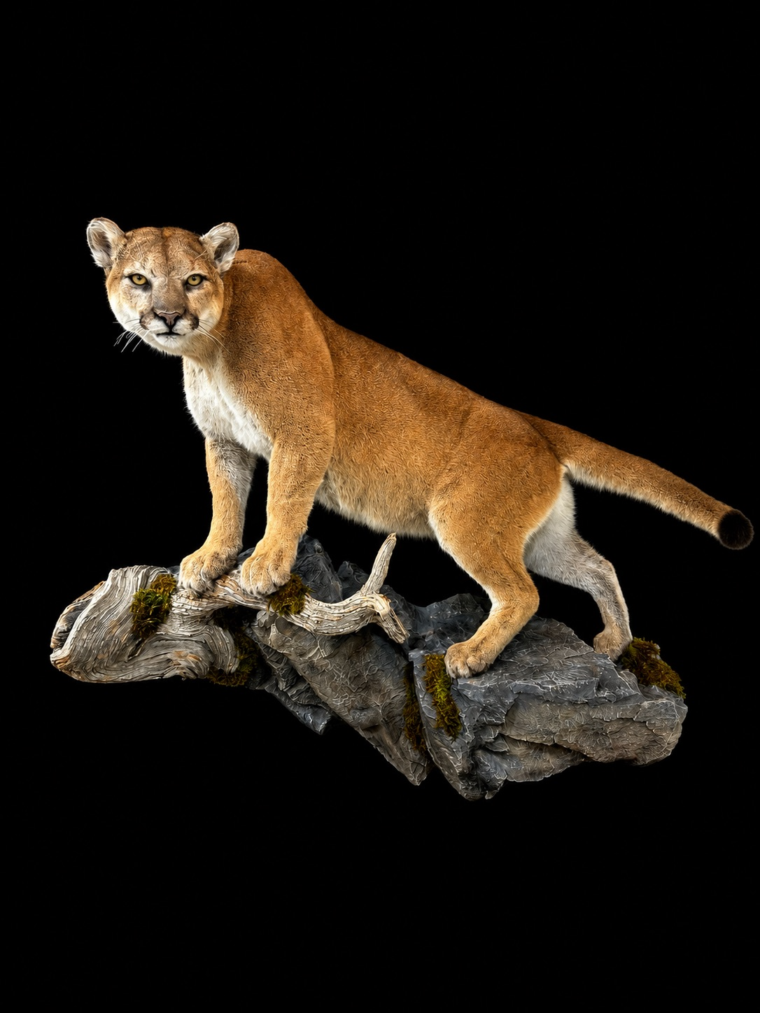 Cat 5.png