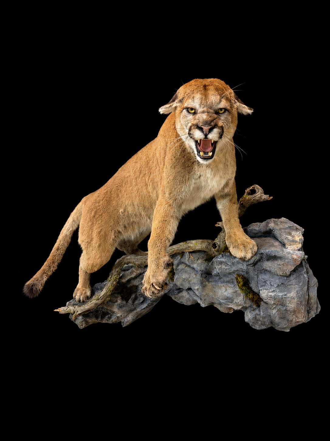Cat 1.png