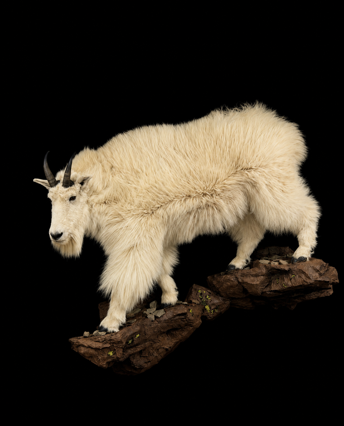 Life size goat .png