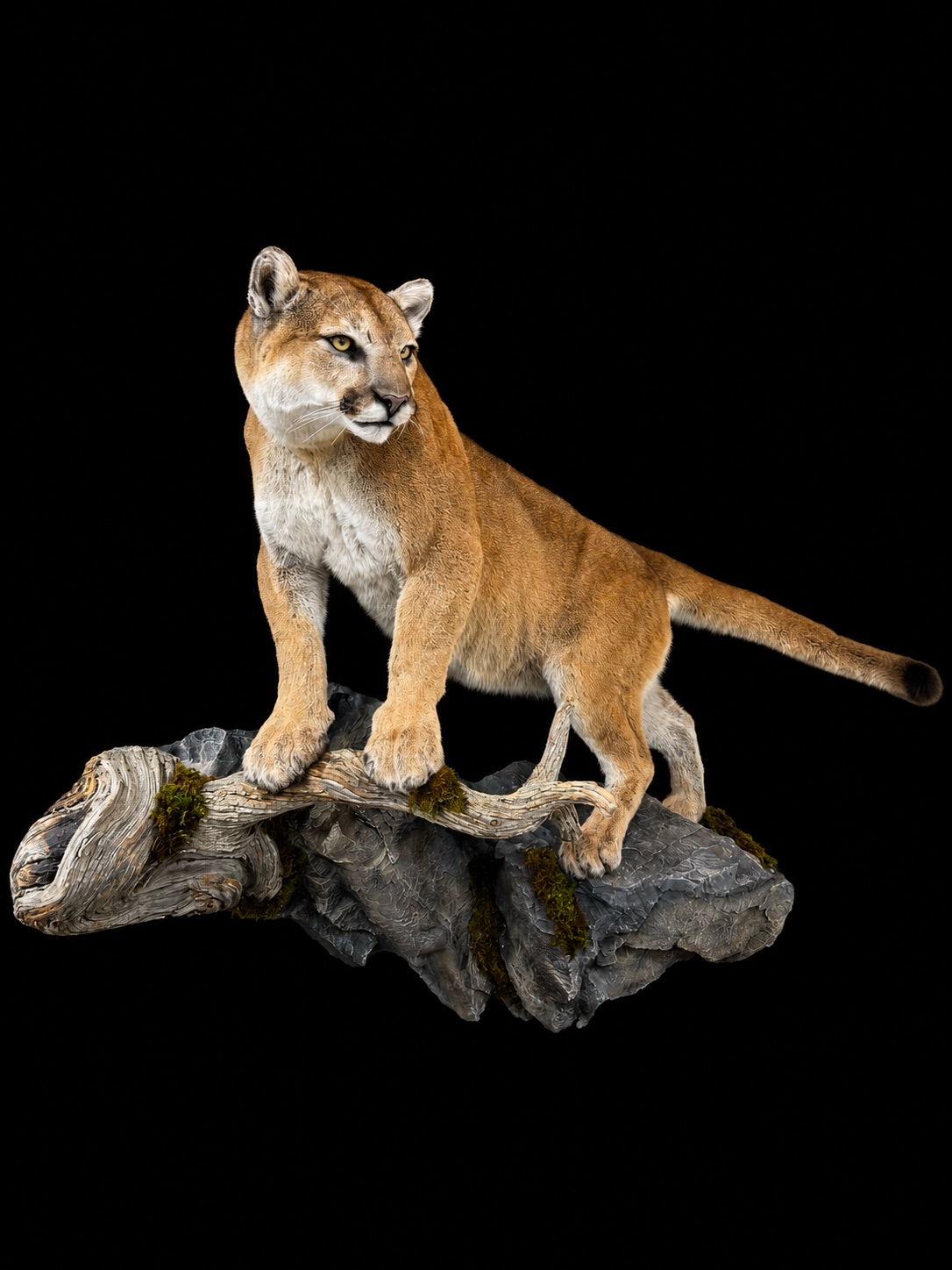 Cat 3.png