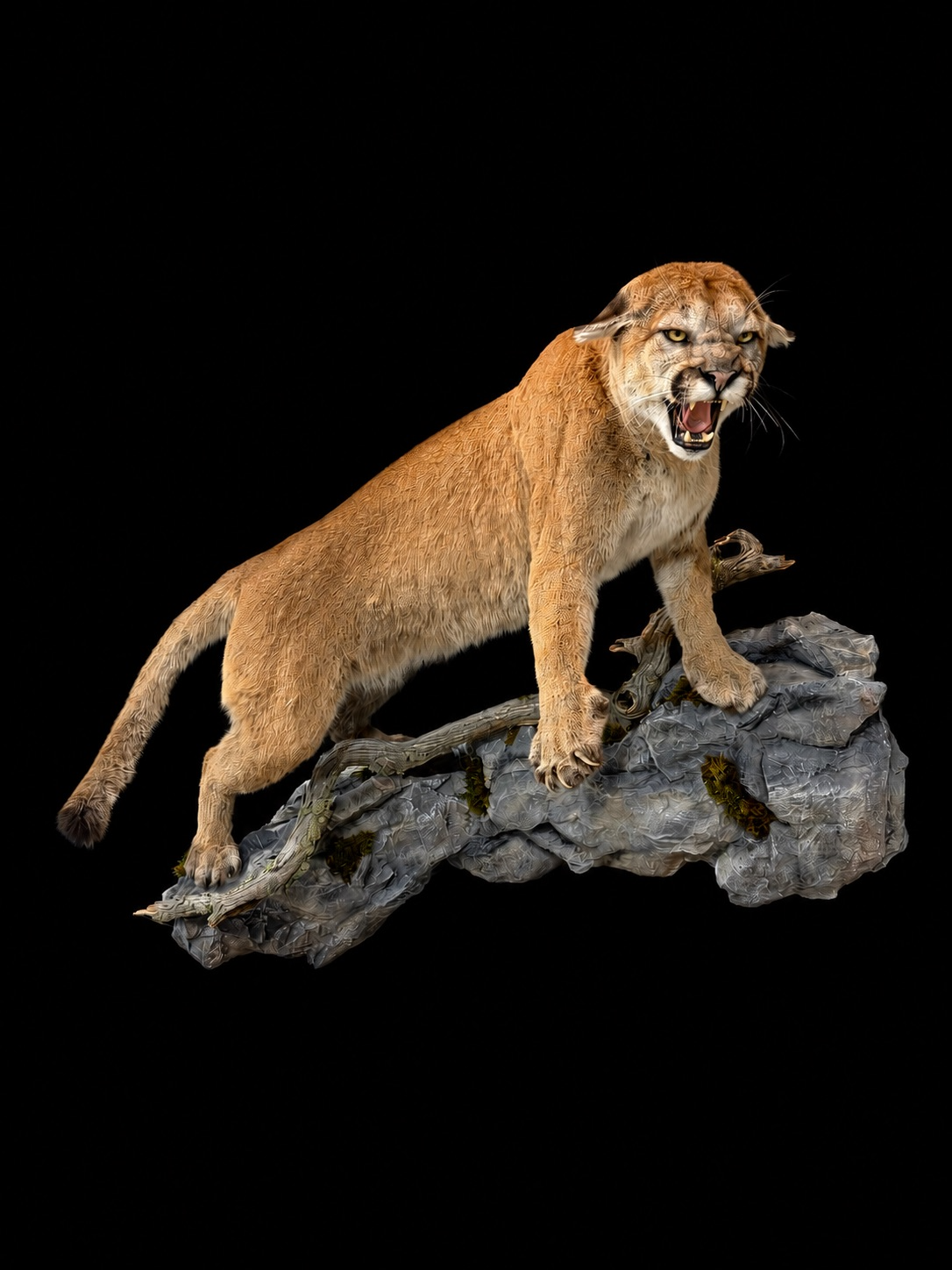 Cat 4.png