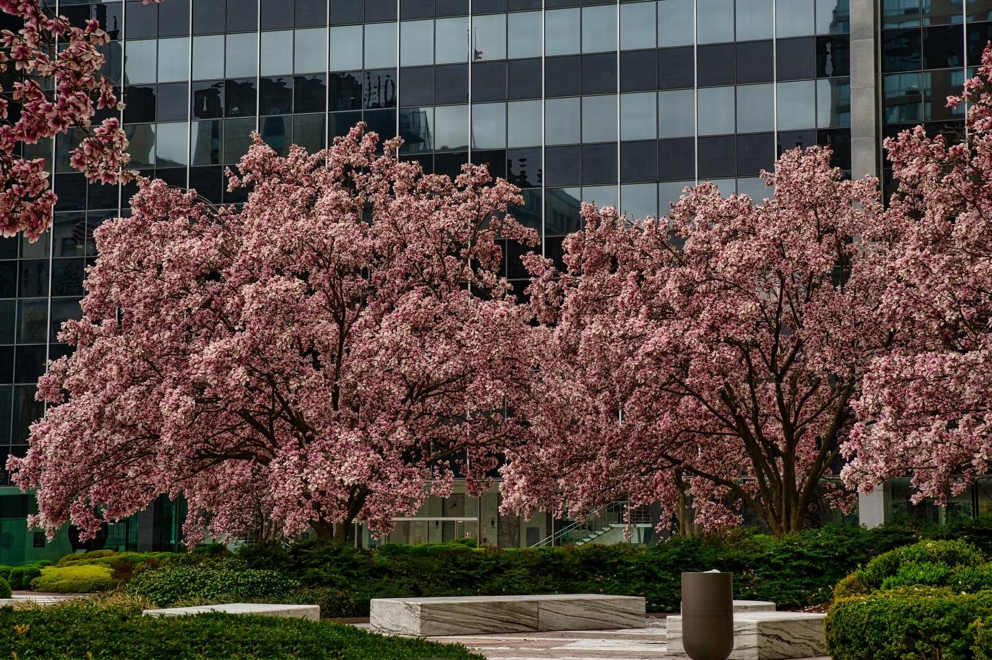 📍 New York, NY, USA

Spring is here and today some photos of some blooms in the city of New York, USA.

New York is not only a concrete city, and green areas are not only at the central park, walking around the city we can also find nice gardens and