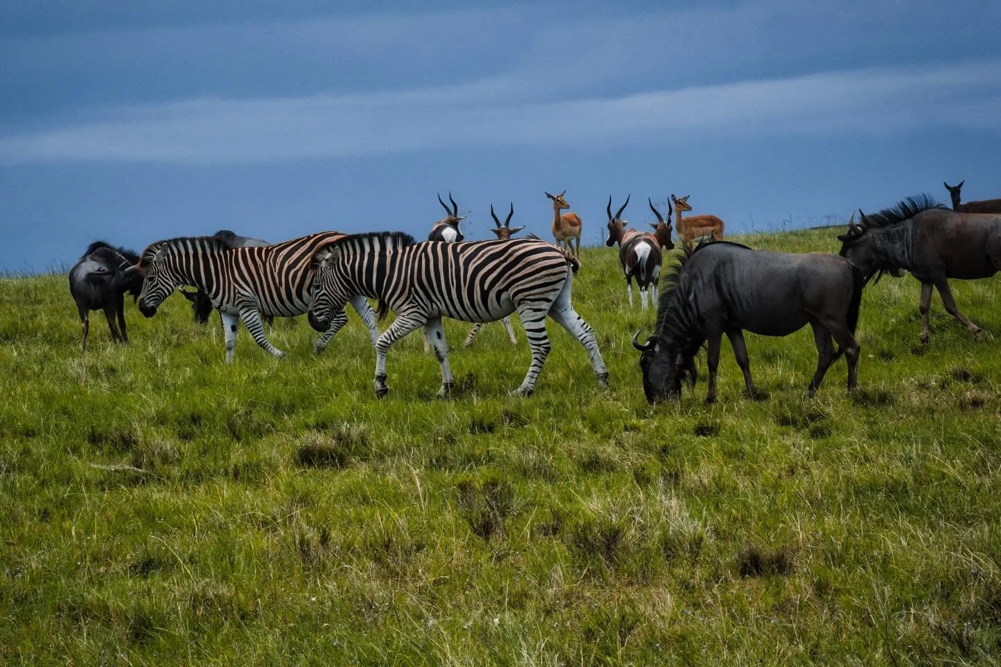 📍 South Africa 

Today a photo from a game reserve (safari) during my trip to South Africa and as part of #mynaturephotographyjourney

In this photo we can see some zebras and antelopes sharing the same location and not competing for their food and 