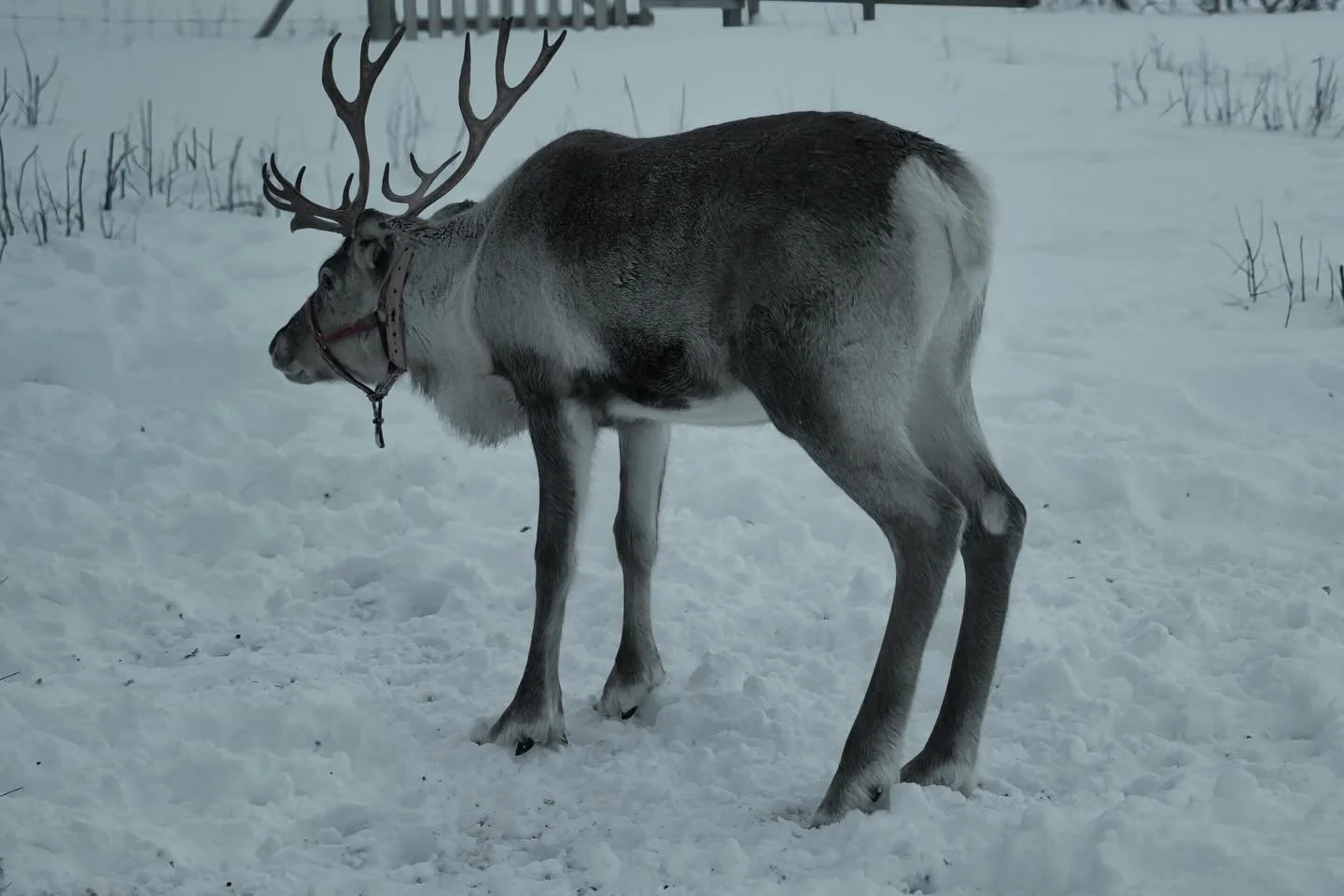 📍 Rensj&ouml;n, Sweden

Today two photos of a reindeer, not a wild one but one in the land of a S&aacute;mi family.

Reindeer are central to S&aacute;mi culture, acting as a foundation for their livelihood, identity, and traditional Arctic lifestyle