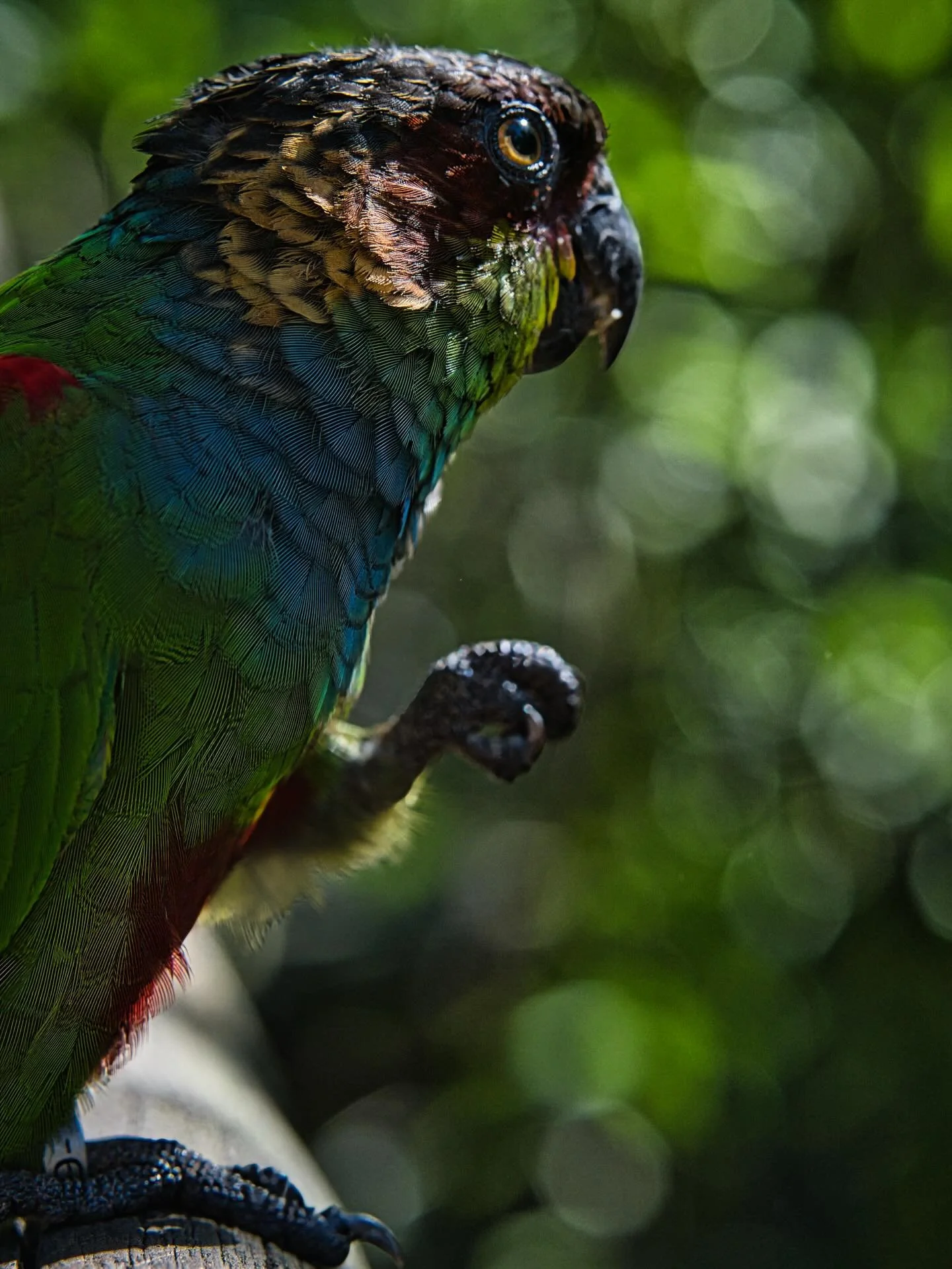 📍 Foz do Igua&ccedil;u, PR, Brazil

Today some photos of birds at the Bird Park for #mynaturephotographyjourney 

One of the main attractions of Foz do Igua&ccedil;u is the Bird Park. This is a world-class standard Bird Park situated in 4 hectares o