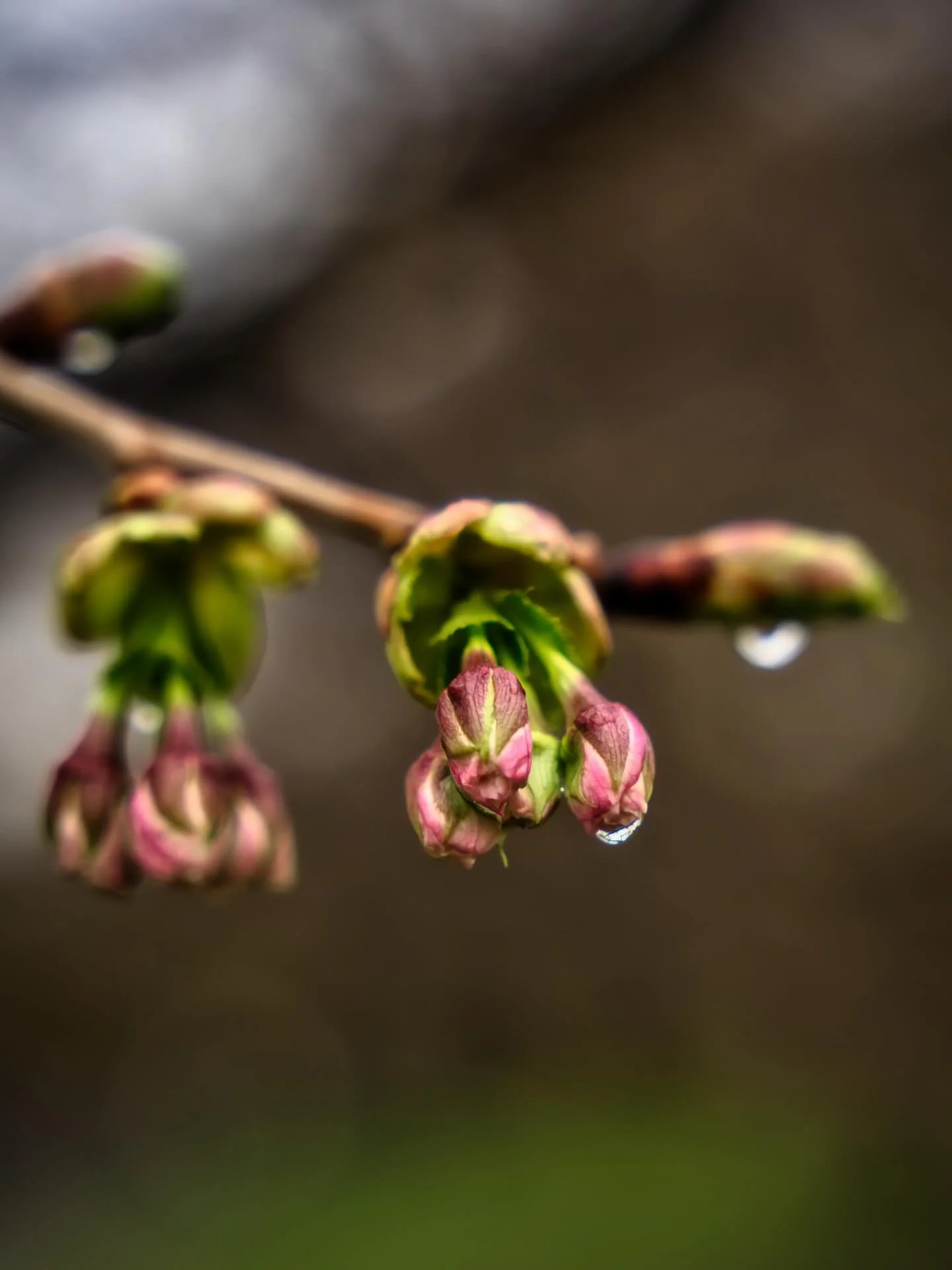 📍 New York, NY, USA

Spring is not here yet, but soon we will have the first cherry blossom blooming.

These were taken in Central Park in New York during a raining day in the city as part of #mynaturephotographyjourney 

Sony Alpha 7C II
Sigma 24-7