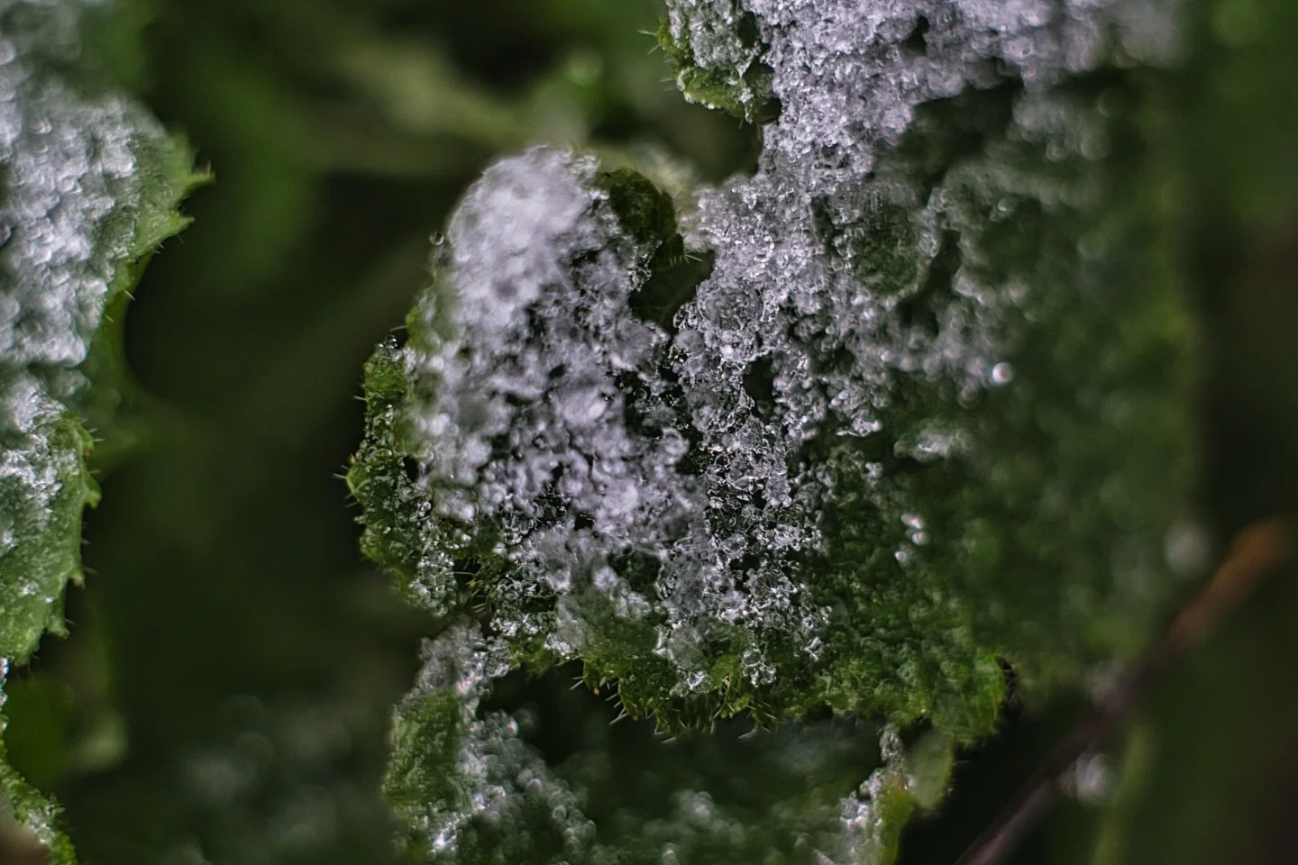 📍 Schwerin, Mecklenburg-Vorpommern, Germany

Winter is almost over, so today some closeup photography of a walk around the Schwimmende Wiese in Schwerin, Germany as part of #mynaturephotographyjourney 

Sony Alpha 7C II
Sony FE 50 mm F1.8
ISO: 500
f