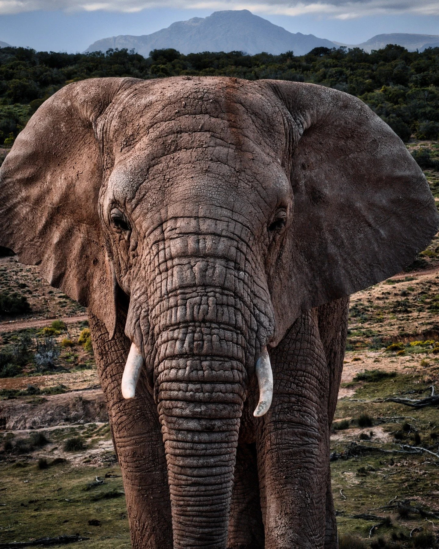 📍 South Africa 

Throwback Thursday 

For today&rsquo;s TBT post a photo from my trip to South Africa where I was able to join a game reserve (safari) and was able to capture this beautiful elephant!

African elephants are distributed in Sub-Saharan
