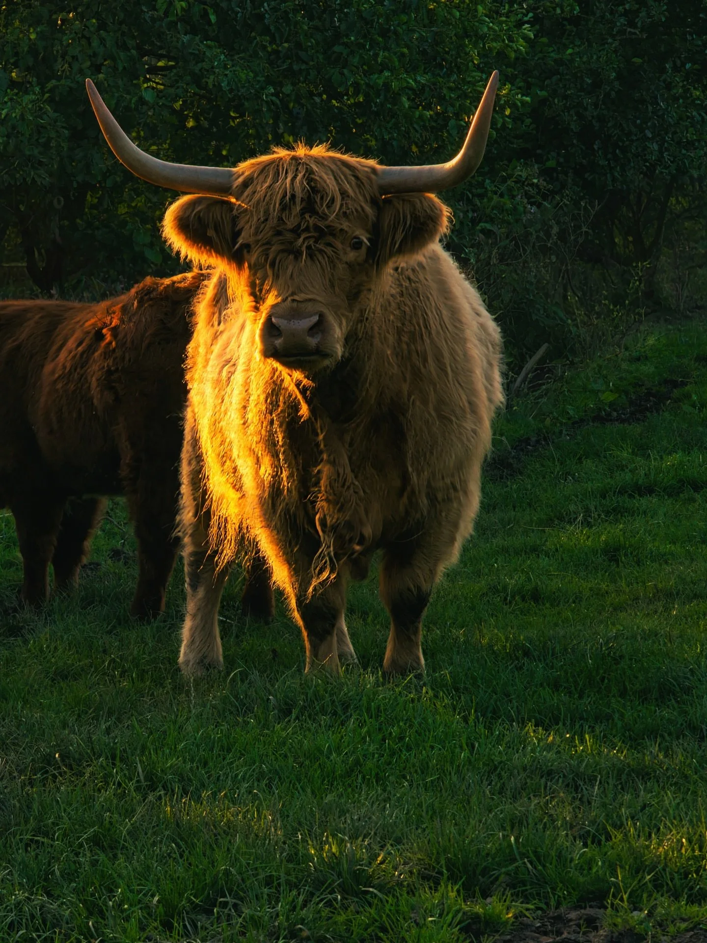 📍 Scottish Highlands, Scotland

For today&rsquo;s post some photos of the Highland (a Scottish breed of rustic cattle) for #mynaturephotographyjourney 

It originated in the Scottish Highlands and the Western Islands of Scotland and has long horns a
