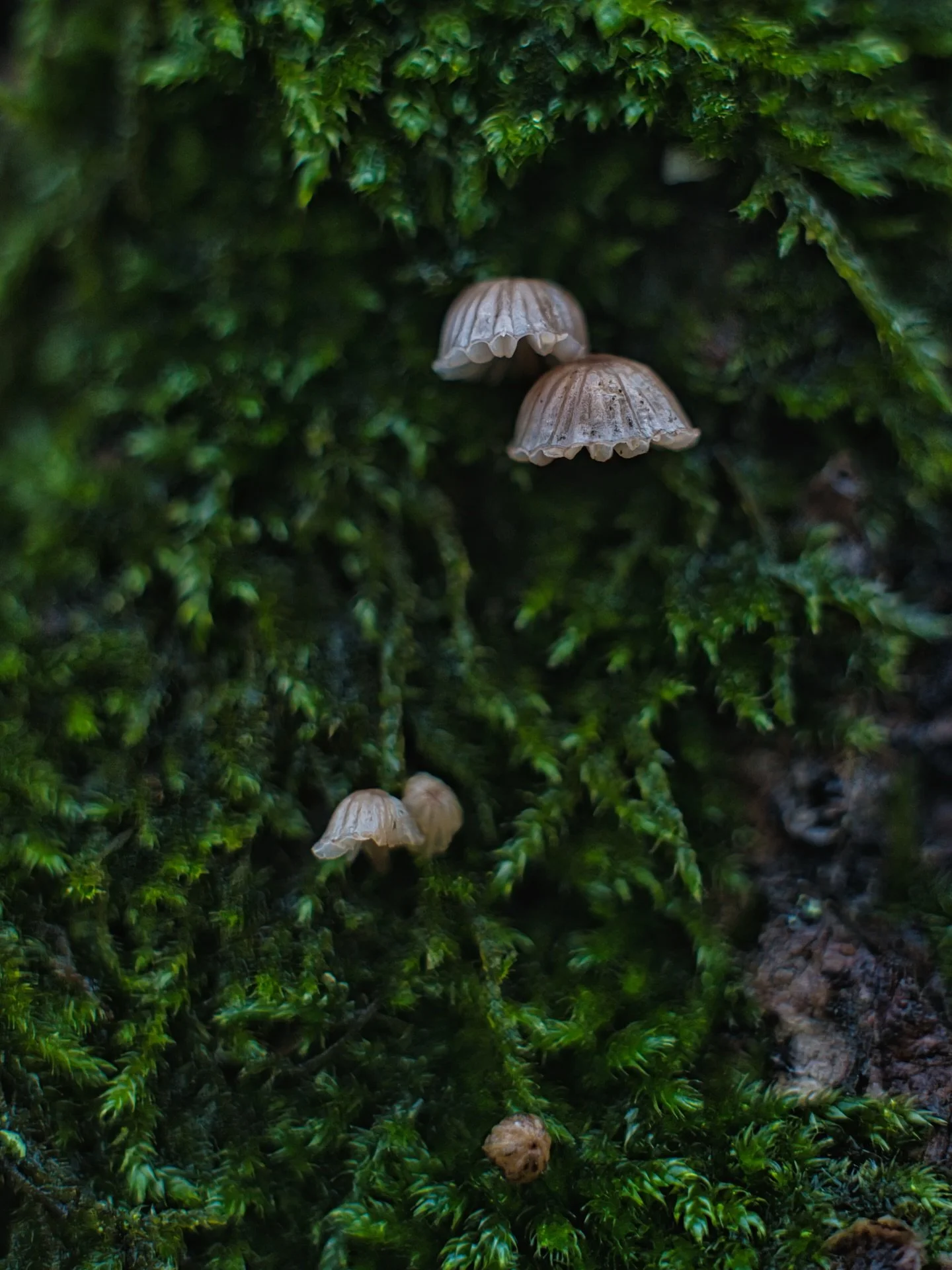 📍 Schwerin, Mecklenburg-Vorpommern, Germany

For today&rsquo;s post some of the first photos I took this year as part of #mynaturephotographyjourney , some macro photography of tree barks at Schwimmende Wiese in Schwerin.

Schwimmende Wiese is a sce