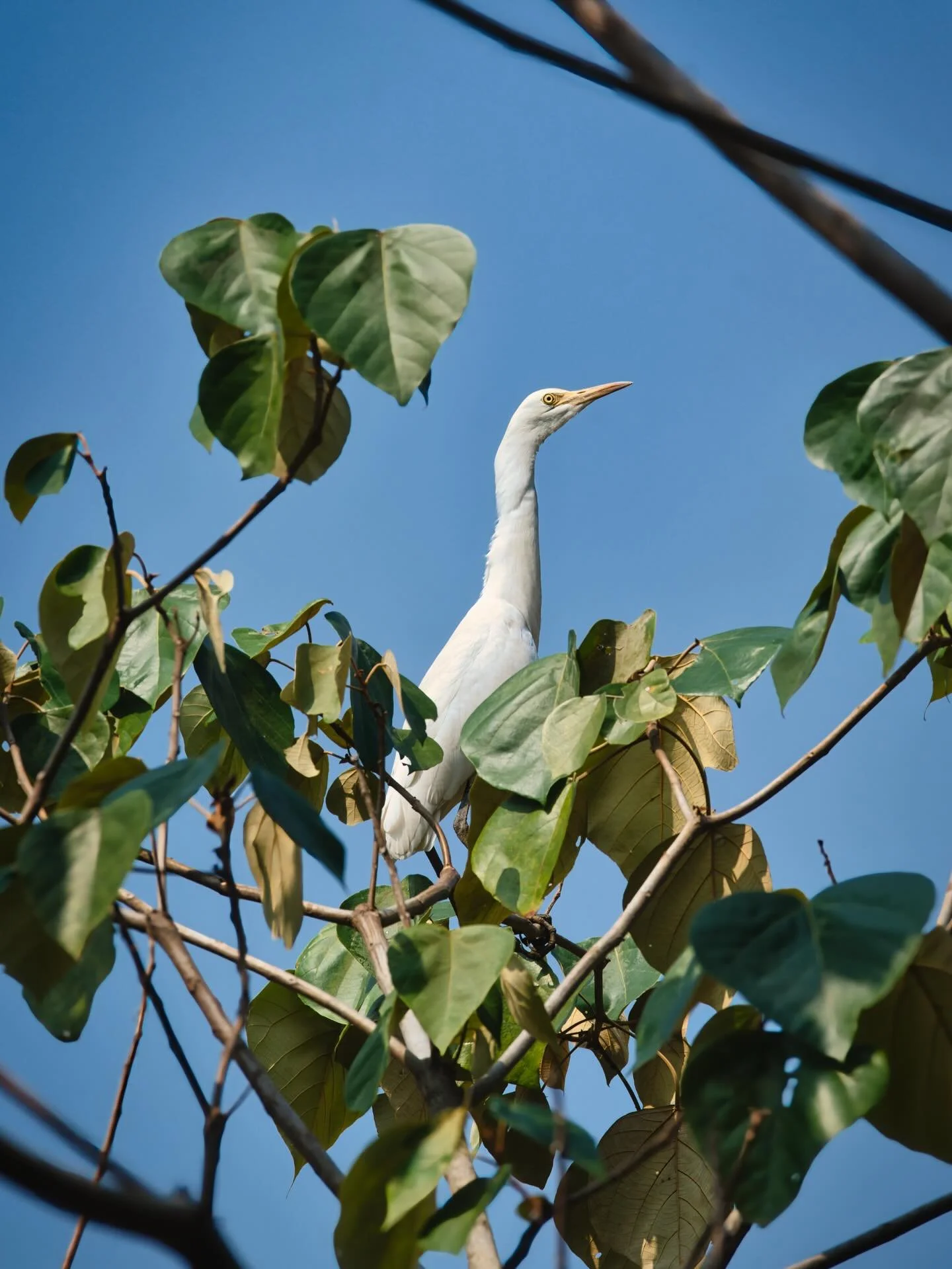 📍 Marthandankara, Kerala, India

Today some photos of some Cattle Egrets that I saw while visiting some rice fields in the country inside of the state of Kerala, India.

Have you ever visited a paddy field?

Sony Alpha 7CII
Sony FE 70-200 mm F2.8 GM