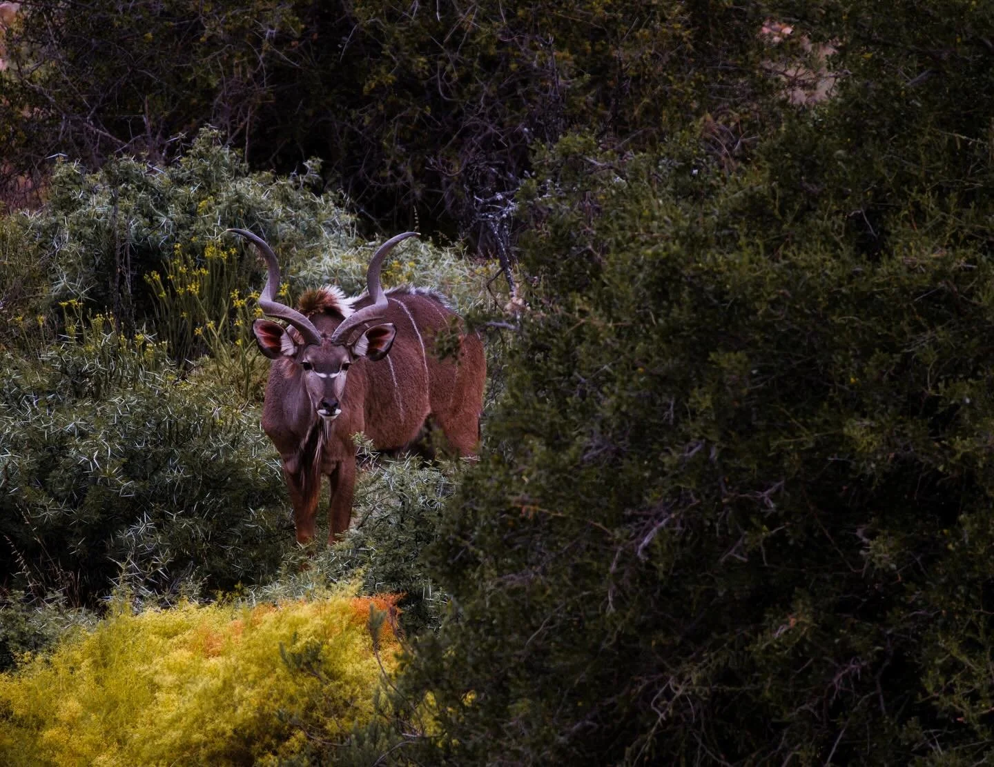 📍 South Africa

While in a game reserve in South Africa, we called the attention of some animals. In this photo some antelopes checking out the visitors of the reserve.

Have you ever been to a game reserve?

Sony Alpha 6600
Sony E 70-350 mm F4.5-6.