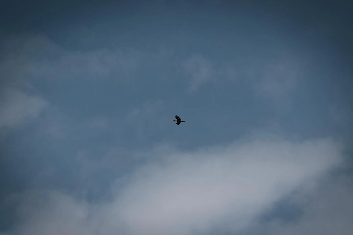 📍 Thekkady, Kerala, India

Today some photos of a Hornbill flying far away in the sky at Periyar National Park. 

This is the reason why I need a longer lens!

@sony.deutschland.at 7C II
@sonyalphaeu FE 70-200 mm F2.8 GM II
ISO: 320
140 mm 
f/8, 1/2