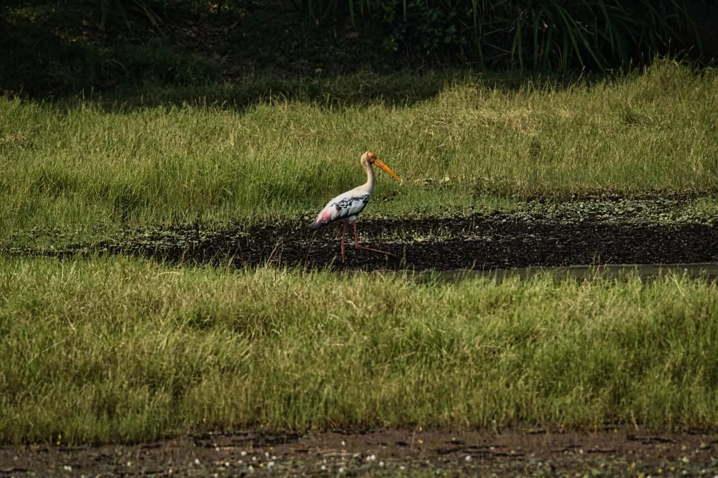 📍 Marthandankara, Kerala, India

Today a photo of a painted stork at a wetland in Kerala, India.

The painted stork is found in the wetlands of the plains of tropical Asia south of the Himalayas in the Indian subcontinent and extending into Southeas