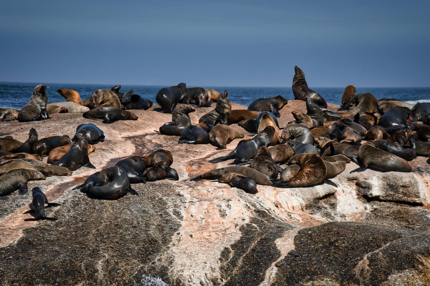 📍 Cape Town, South Africa

Today some photos of the Seal Island in Cape Town.

Seal Island is a small land mass located 5.7 kilometres off the northern beaches of False Bay, near Cape Town in South Africa. The island is so named because of the great