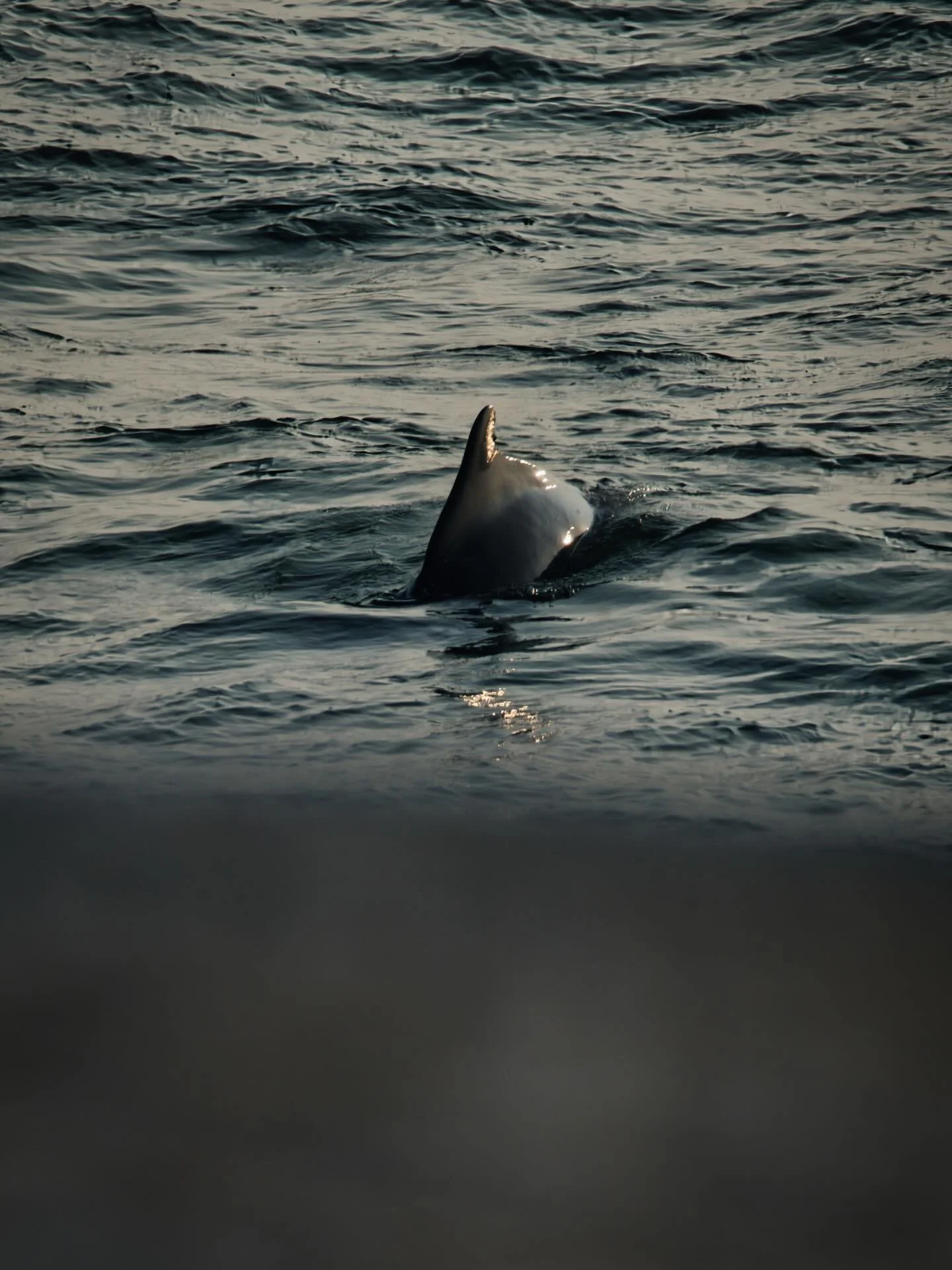 📍 Amritapuri, Kerala, India

Unfortunately, I could not capture a good photo of the dolphins in the Azheekal Beach in Kerala, India; but here is one.

Azheekal Beach in Kerala, is a known spot for witnessing dolphins, particularly from the shores ne