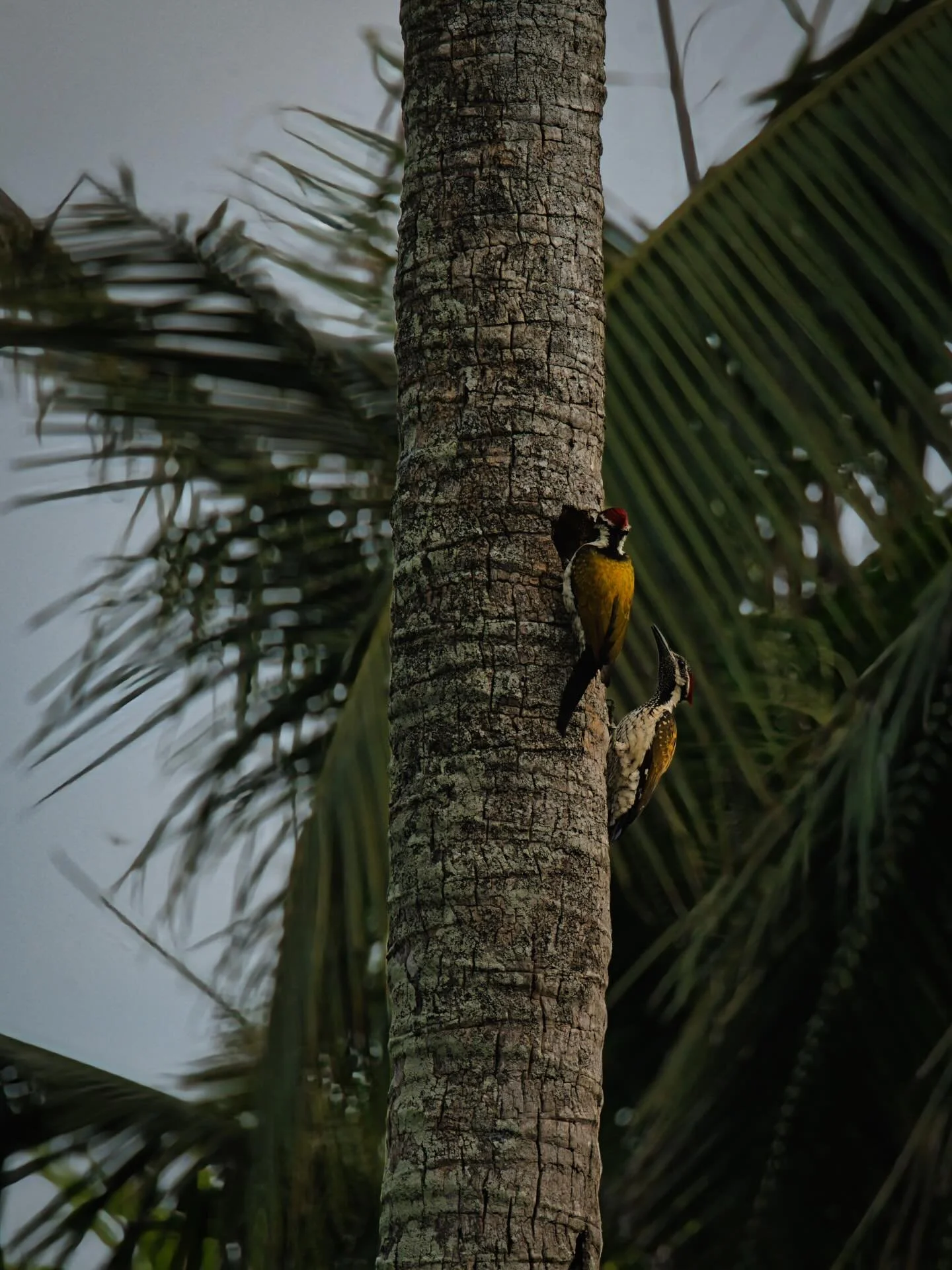 📍 Amritapuri, Kerala, India

In a morning walk around I saw these White-naped Woodpecker couple making a nest.

This type of woodpecker is a widespread but a scarce breeder in the Indian subcontinent. It is associated with open forest and scrub with