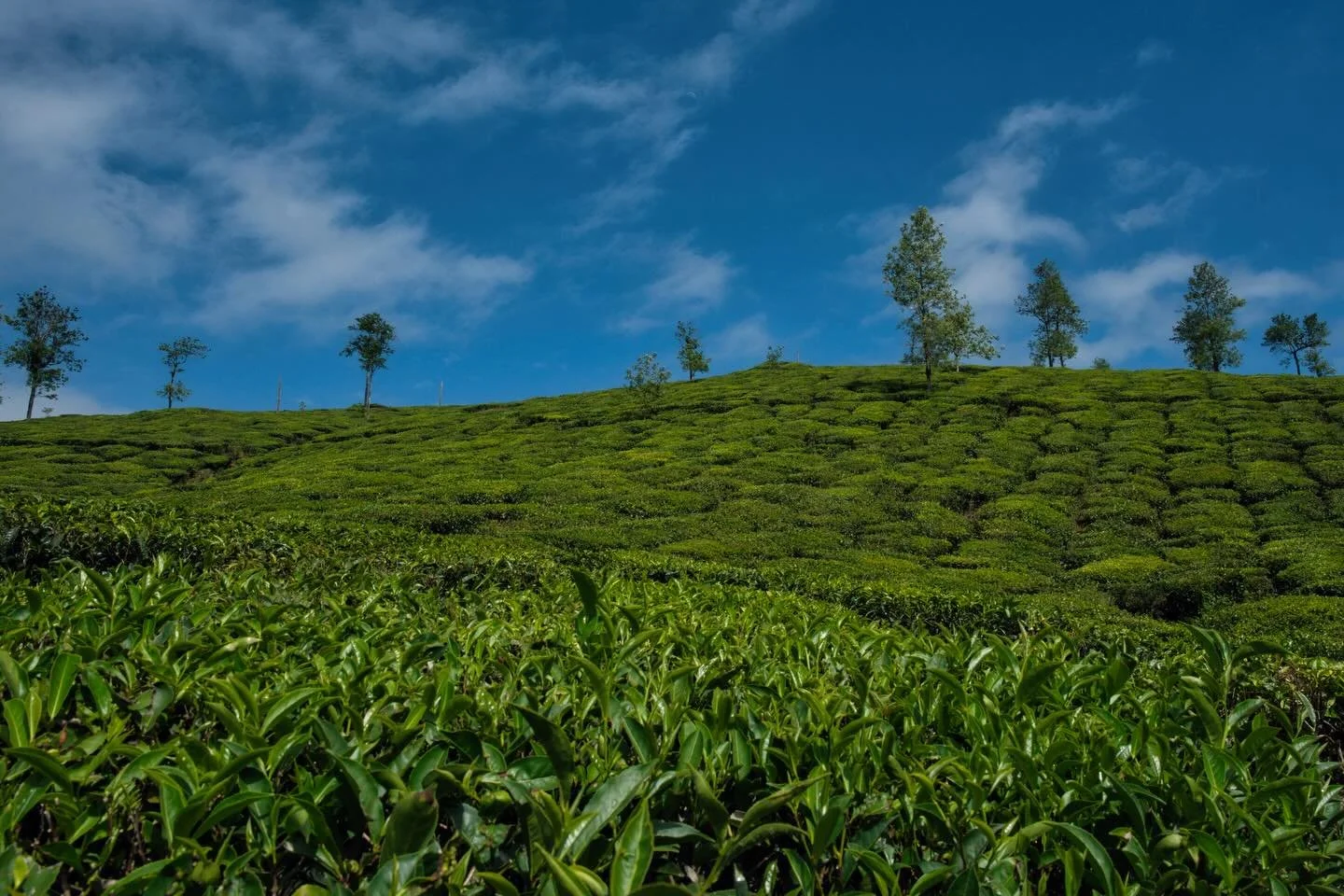 📍 Pambanar, Kerala, India

Today some photos of a tea plantation of the Pattumalay Heritage Tea Factory in Kerala, India.

Visiting a tea plantation, is like stepping into a living museum where the air is thick with the earthy, floral scent of fresh
