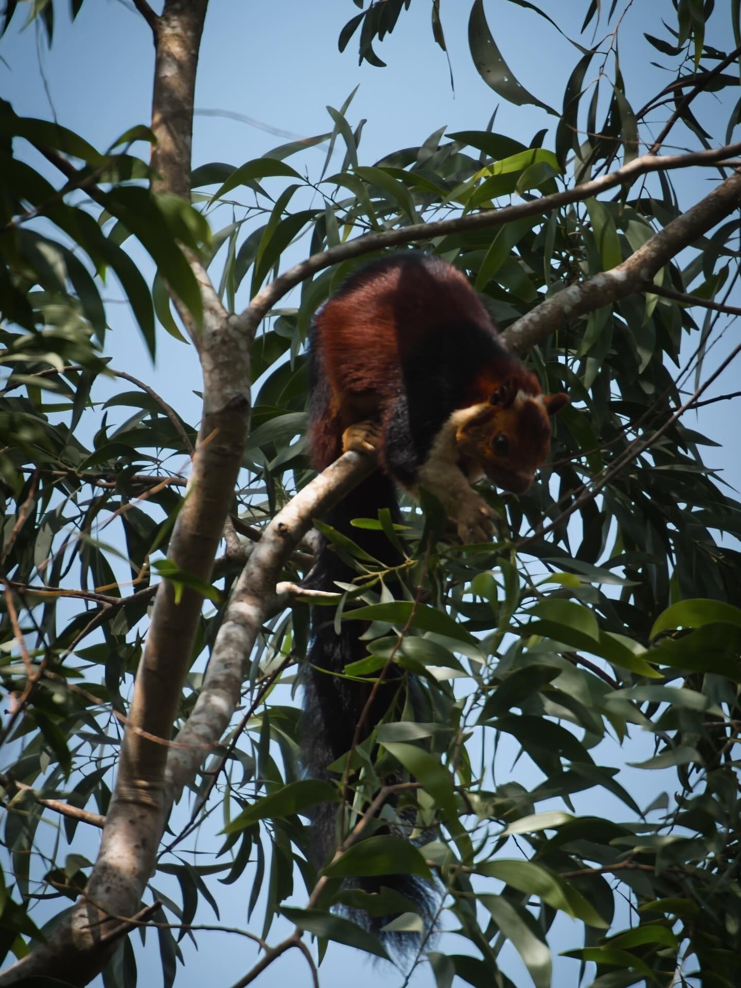 📍 Thekkady, Kerala, India

We were doing a tracking within the tropical forest in the National Park we run into an Indian giant squirrel in the top of a tree.

The Indian giant squirrel or Malabar giant squirrel is a large multi-coloured tree squirr