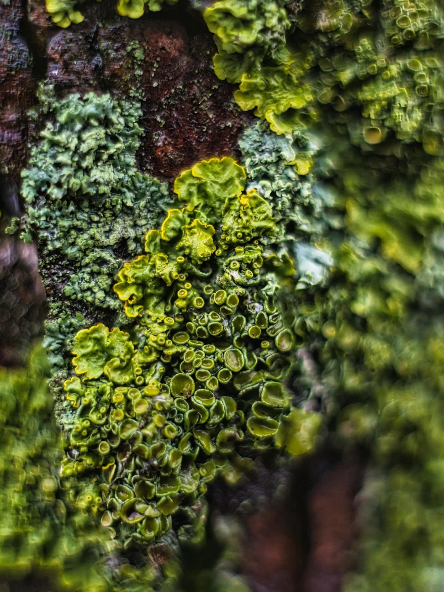 📍Schwerin, Mecklenburg-Vorpommern, Germany

Today some close up photography in the gardens of Schwerin Castle which offers a unique opportunity to capture a miniature &ldquo;alien landscape&rdquo;. 

Within the sprawling Schlossgarten and Burggarten