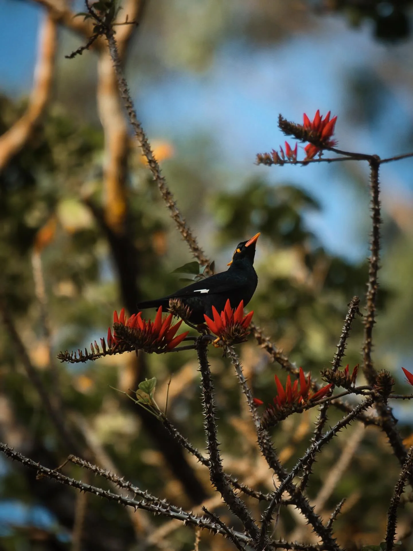 📍 Gavi, Kerala, India

During an early jeep safari at the Periyar National Park in Kerala, India I saw this Common Hill Myna.

The common hill myna is a popular talking bird. Its specific name religiosa may allude to the practice of teaching mynas t