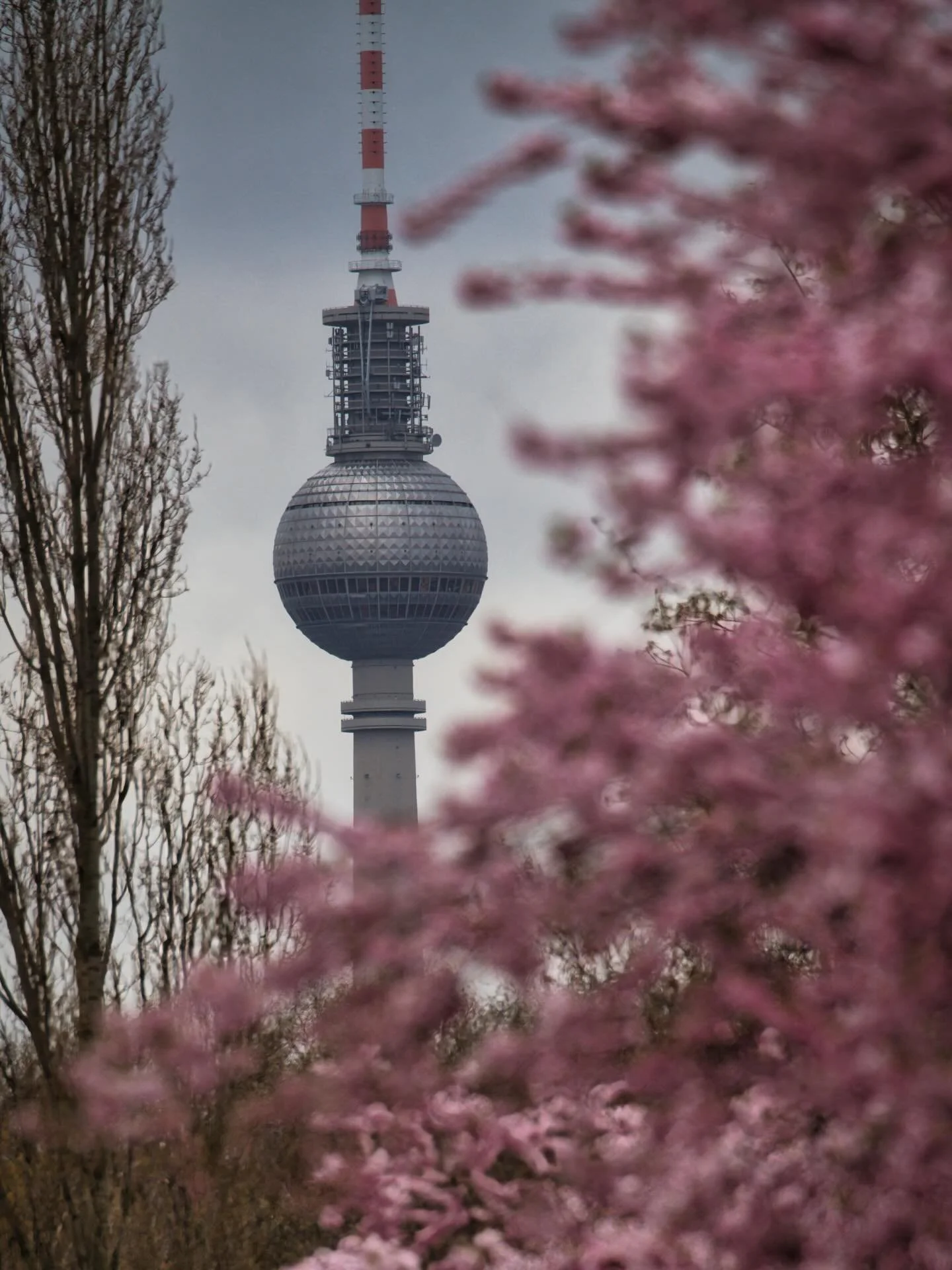 📍 Berlin, Germany

This past weekend I attended the Hanami at @gaertenderwelt in Berlin. While these photos are not from Garten der Welt, it is so nice to see how cherry blossoms are changing Berlin&rsquo;s cityscape.

Each spring, Berlin&rsquo;s ci