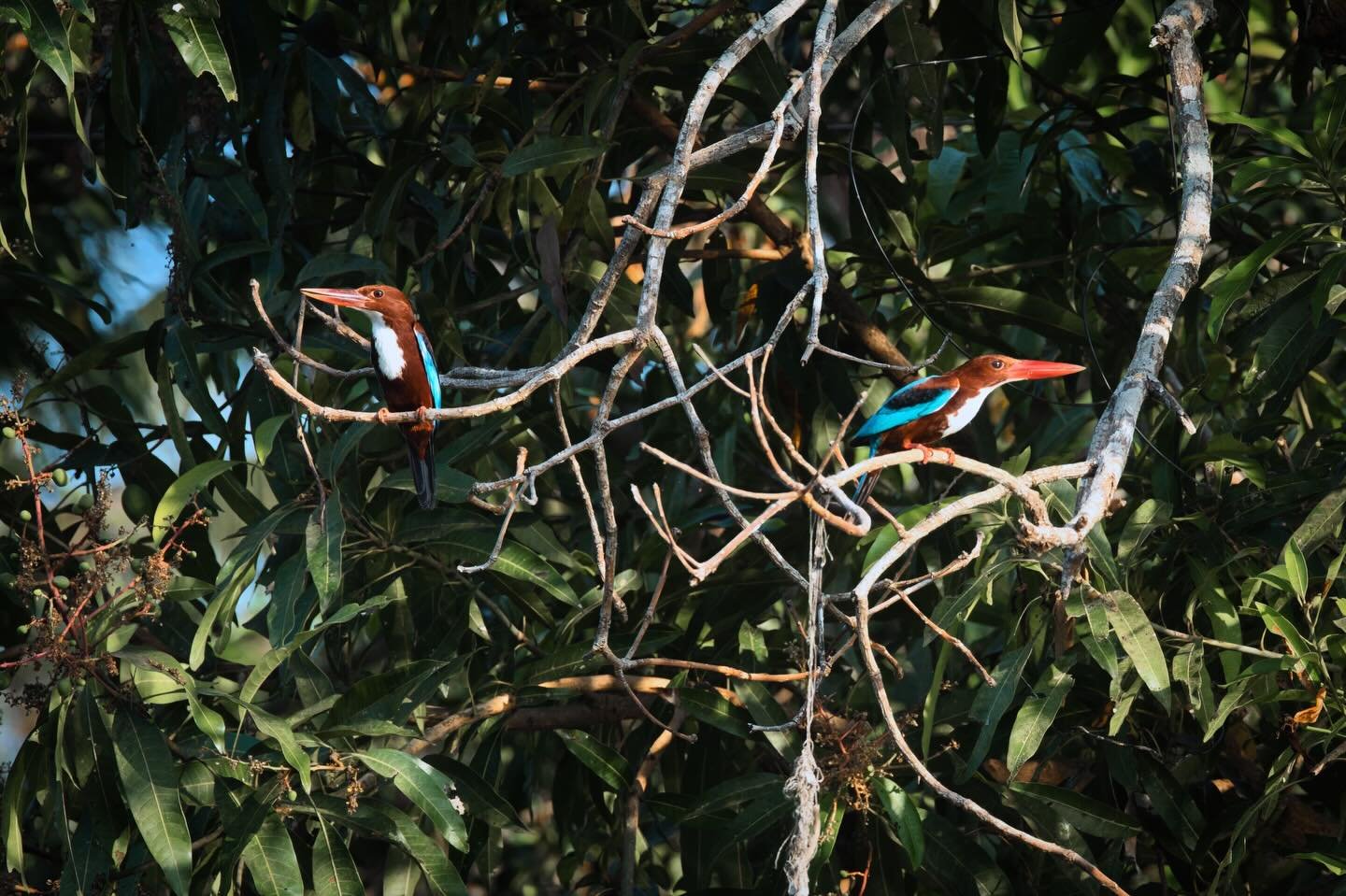 📍 Alappuzha, Kerala, India

During boat trip at Vembanad Lake in Alappuzha I saw these white-throated kingfishers.

The white-throated kingfisher also known as the white-breasted kingfisher is a tree kingfisher, widely distributed in Asia from the S