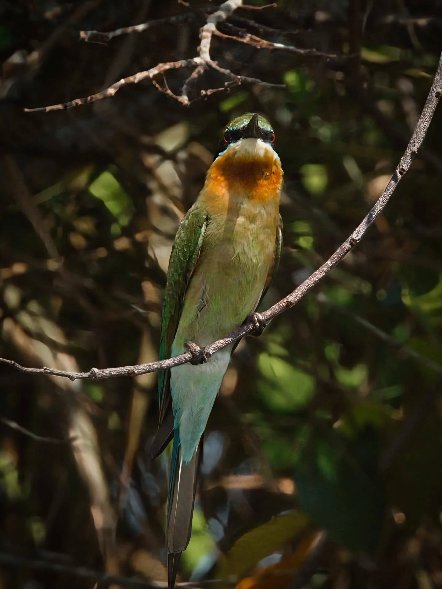 📍 Alappuzha, Kerala, India

Still in the boat trip at Vembanad Lake in Alappuzha I saw this blue-tailed bee-eater.

The blue-tailed bee-eater is a bee-eater species mostly seen in open habitats close to water. It is widely distributed across South a