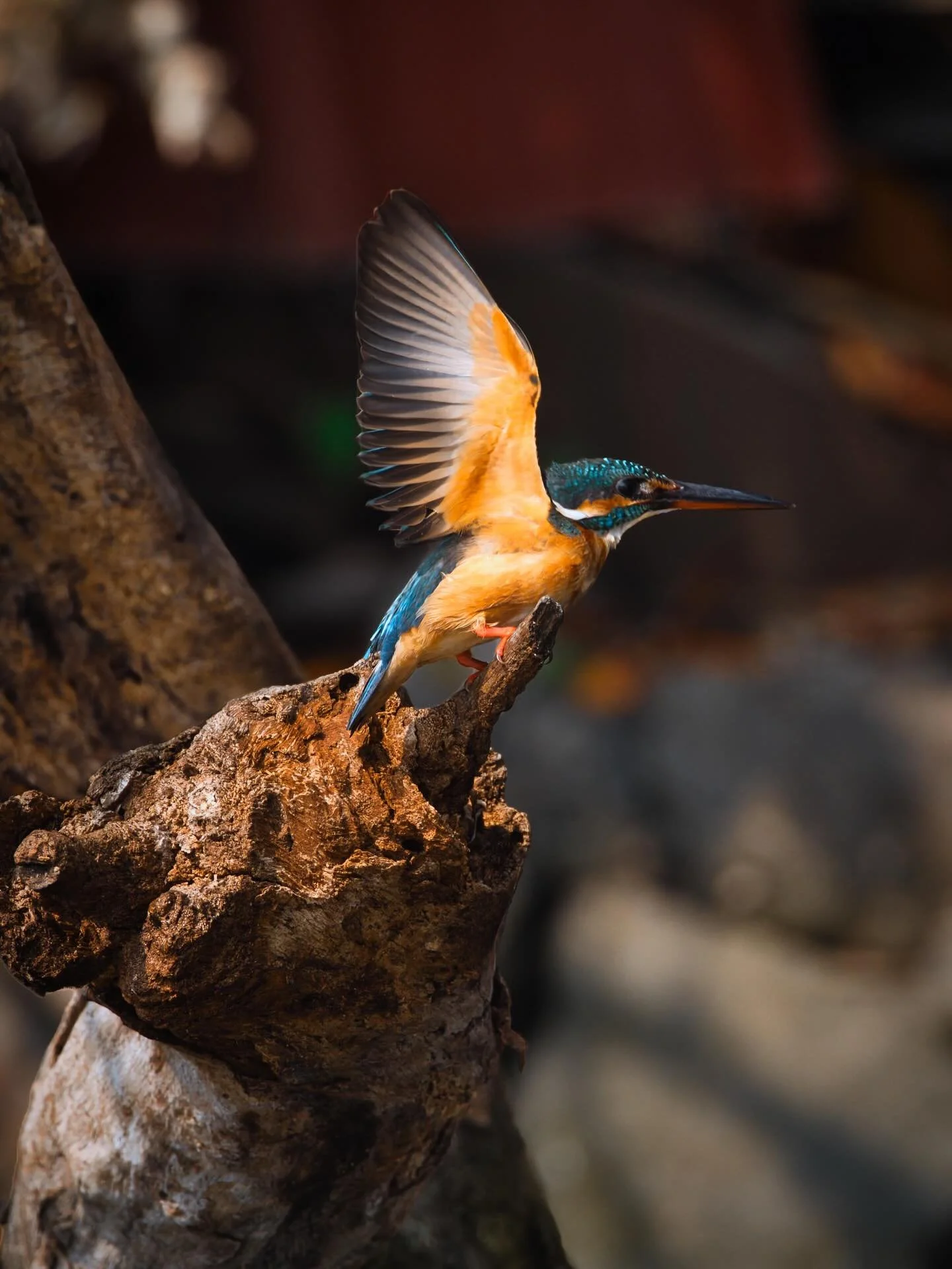 📍 Kochi, Kerala, India

This time in a boat trip in the backwaters of Kochi another kingfisher, this time a common kingfisher.

The common kingfisher, also known as the Eurasian kingfisher and river kingfisher, is a small kingfisher with seven subsp