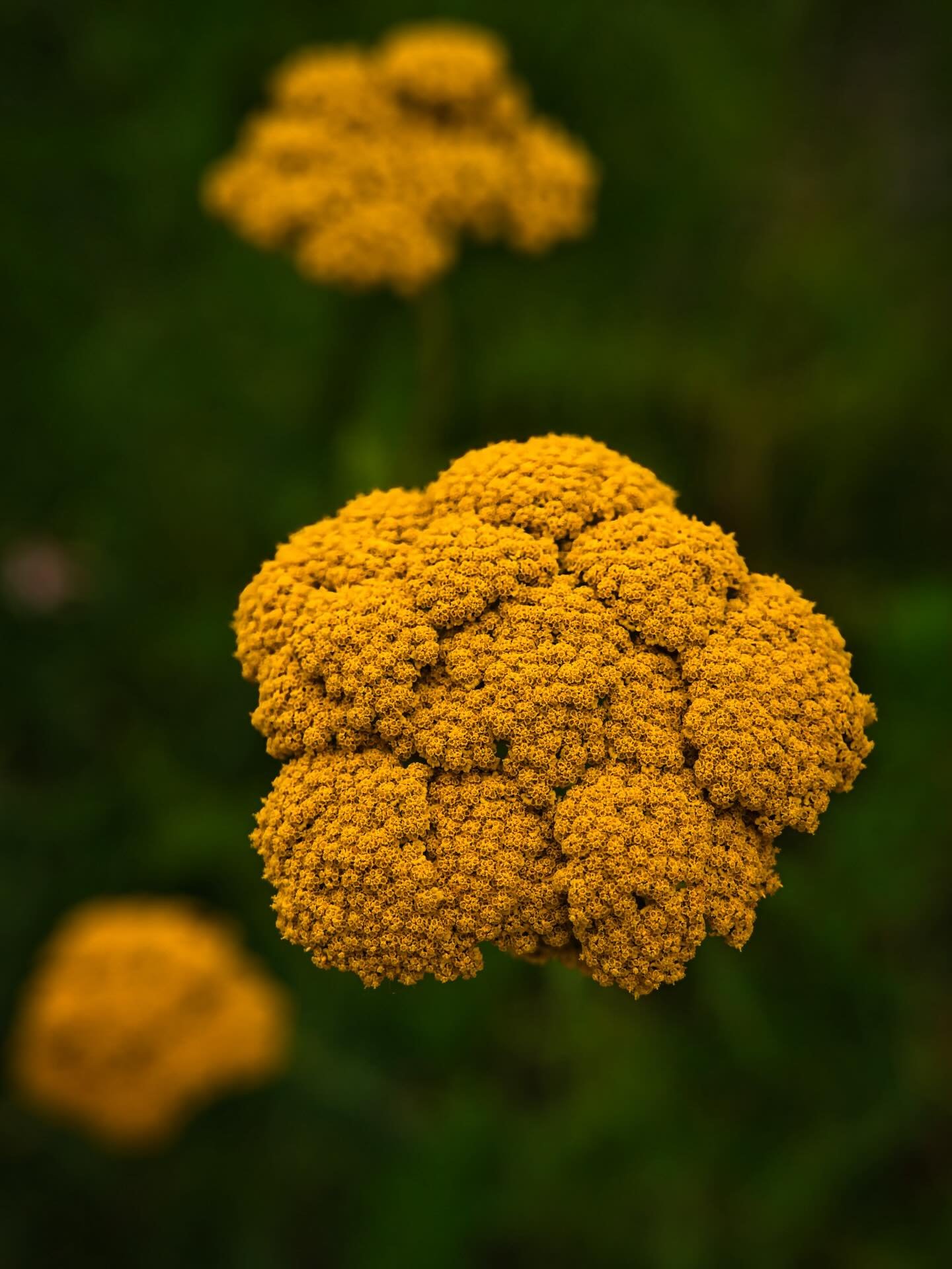 📍Berlin, Germany

To not only share photos of birds here, a yellow yarrow in a garden in Berlin.

Yellow yarrow is a hardy, sun-loving perennial prized for its vibrant, flat-topped flower clusters that bloom throughout the summer. Its bright golden 