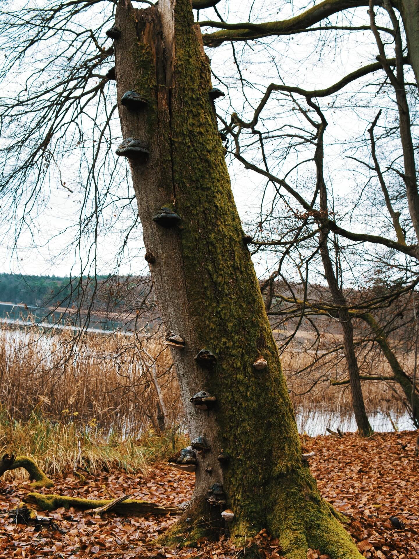 📍Neuglobsow, Brandenburg, Germany

Throwback Thursday

Today a photo from pandemic time when the only thing we could so was a walk into the woods.

What did you do during the pandemic period?

@sony.deutschland.at 6600
@sigma_deutschland 30 mm F1.4 