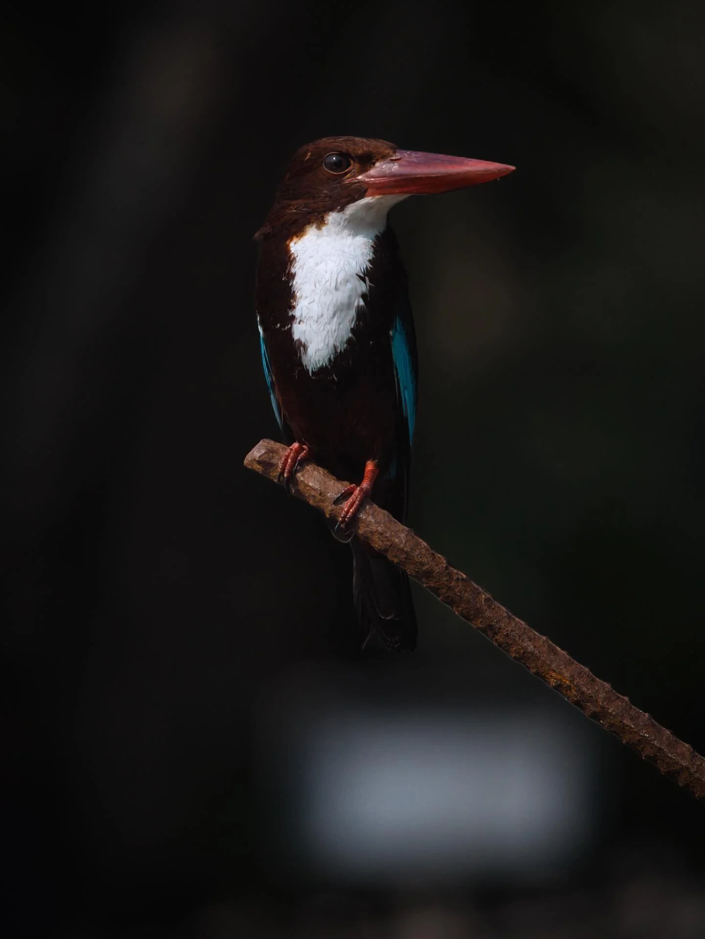 📍 Kochi, Kerala, India

Today another white-throated kingfischer but this time in the backwaters close to Kochi, Kerala, India.

Here is a photo of one!

Sony Alpha 7CII
Sony FE 70-200 mm F2.8 GM II
ISO: 400
400 mm (Viltrox 2X Teleconverter)
f/10, 1