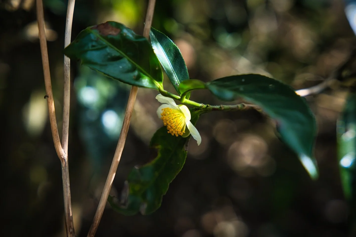 📍Pambanar, Kerala, India

Standing in the middle of a sun-drenched tea plantation, the green tea flower is a quiet surprise amidst the endless waves of emerald leaves. Unlike the bold, colorful blooms of a garden, these blossoms are modest and delic