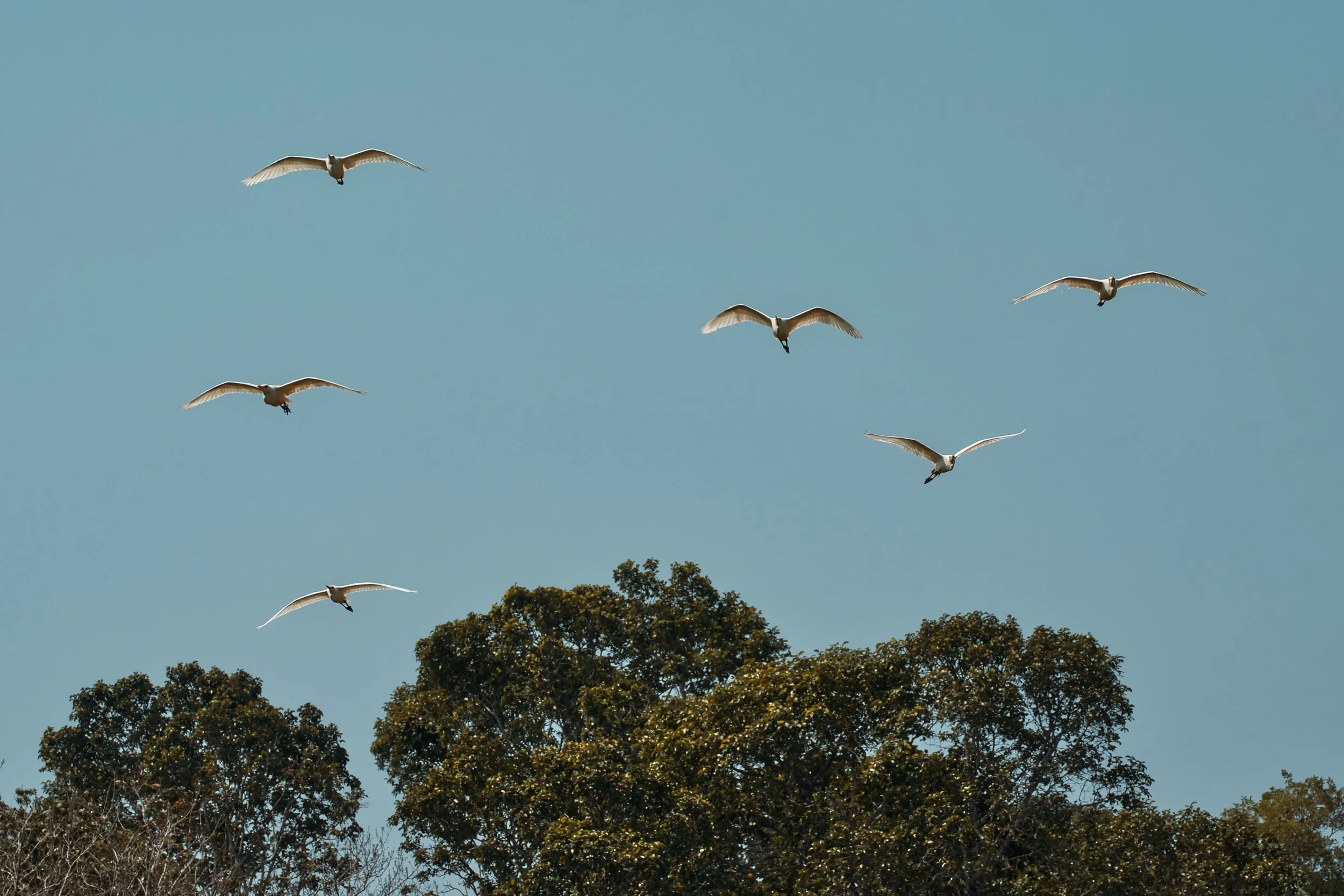 📍 Marthandankara, Kerala, India

Today a photo of Cattle Egrets flying over a rice field in Kerala, India.

@sonyalphaeu 7CII
@sony.deutschland.at FE 70-200 mm F2.8 GM II
ISO: 125
105 mm 
f/9, 1/500

Edited with Luminar Neo

#travelwithlenses #mynat