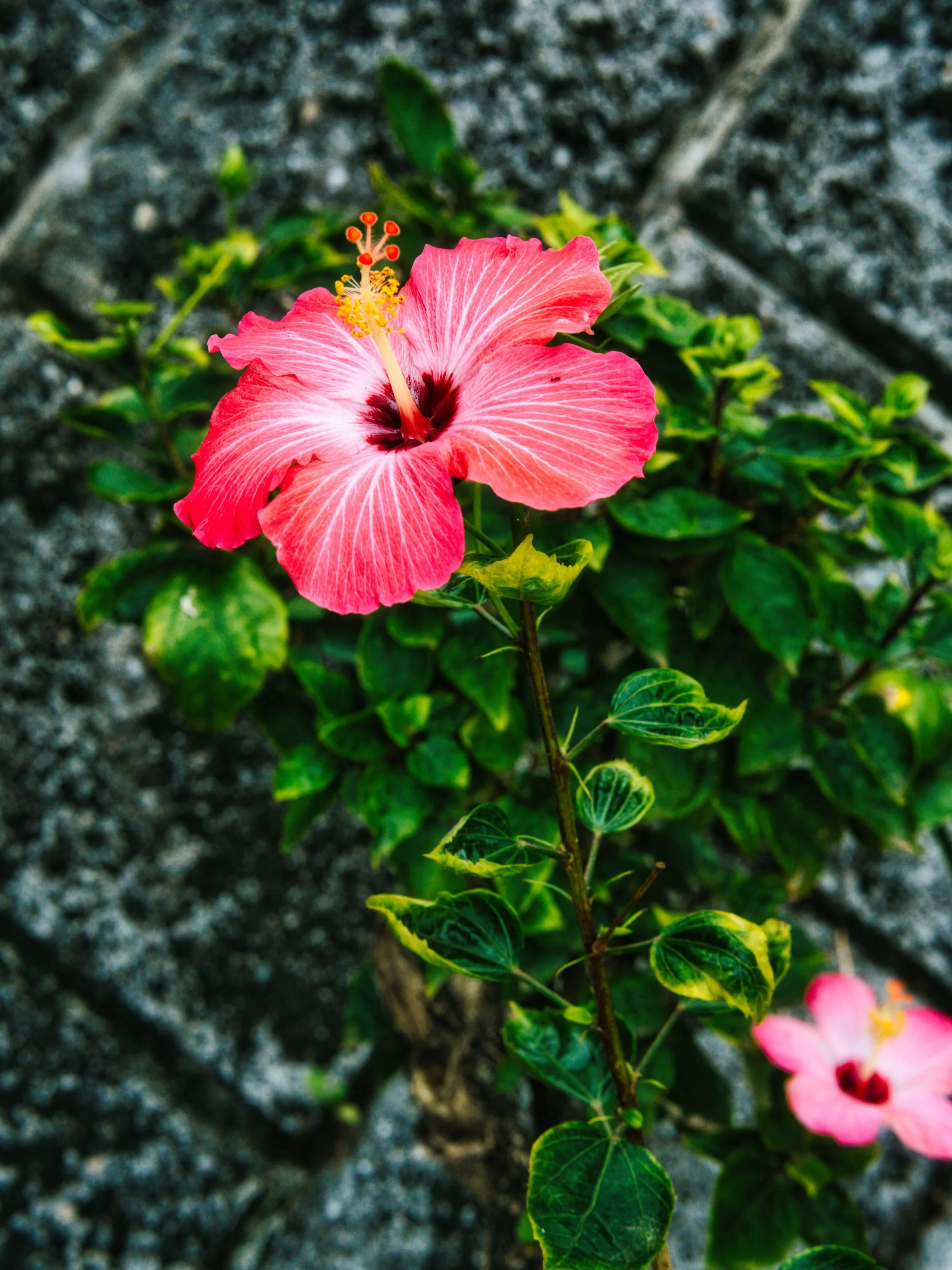 📍 Okinawa, Japan

Throwback Thursday 

For today&rsquo;s TBT post a photo of a Hibiscus in Okinawa, Japan.

Seeing a vibrant hibiscus flower in Okinawa is a quintessential tropical experience, as these bold, trumpet-shaped blooms often serve as a we