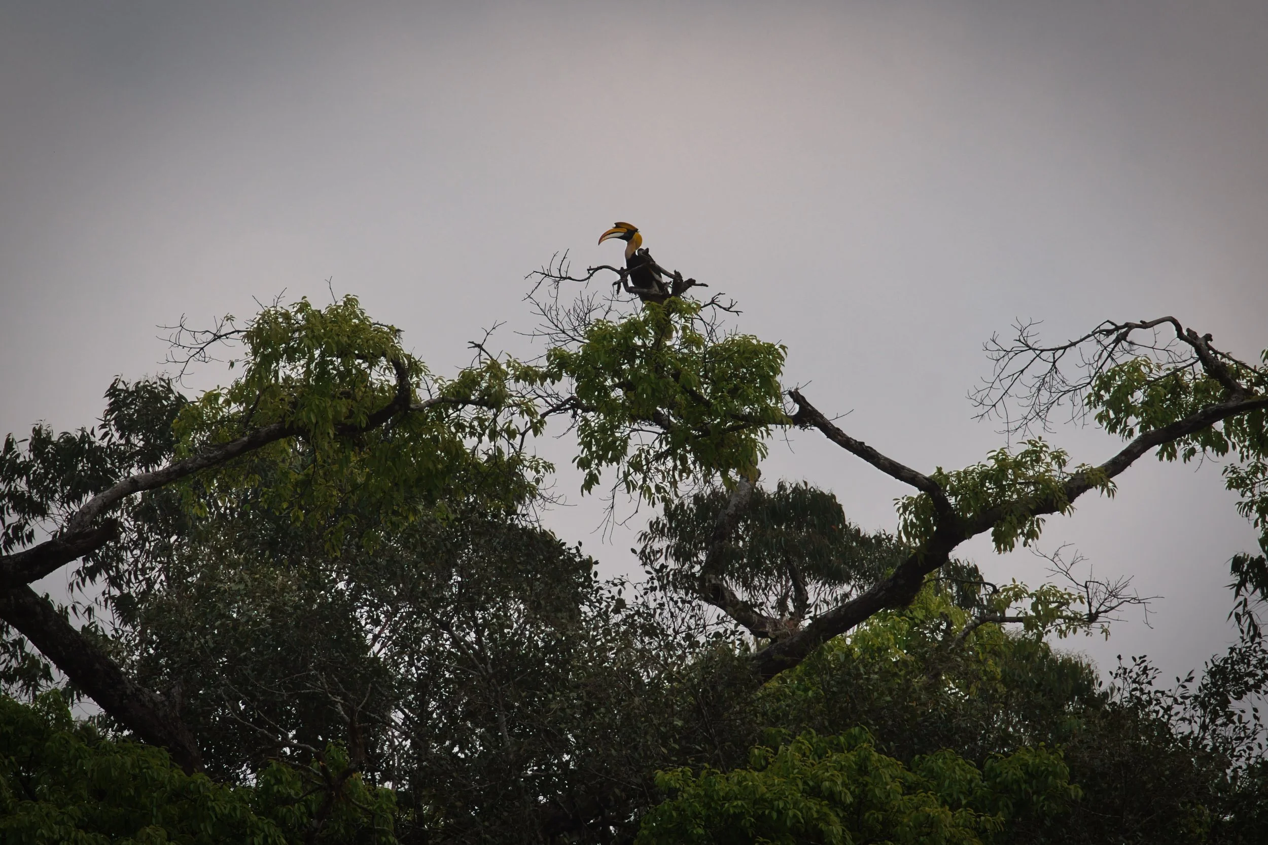 📍 Gavi, Kerala, Germany 

Today another photo of this beautiful bird: the Great Hornbill.

@sony.deutschland.at 7C II
@sonyalphaeu FE 70-200 mm F2.8 GM II
ISO: 400
400 mm (@viltrox.official 2X Teleconverter)
f/8, 1/2000

Edited with Luminar Neo

#tr