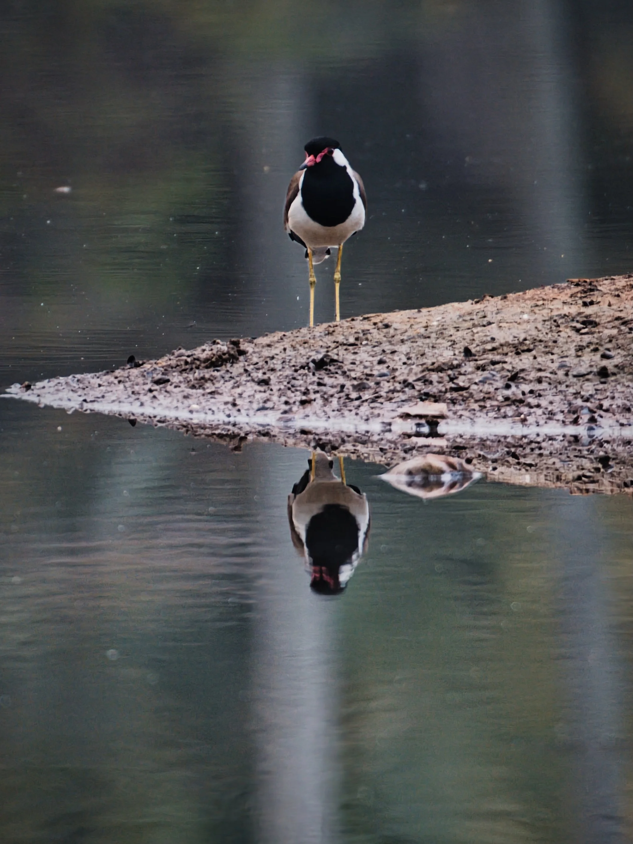 📍Amritapuri, Kerala, India

Today a photo of a red-wattled lapwing that I saw during an early morning walk around Amritapuri in Kerala, India.

A distinctly marked lapwing with a black breast and throat and a red bill with a black tip. It also sport