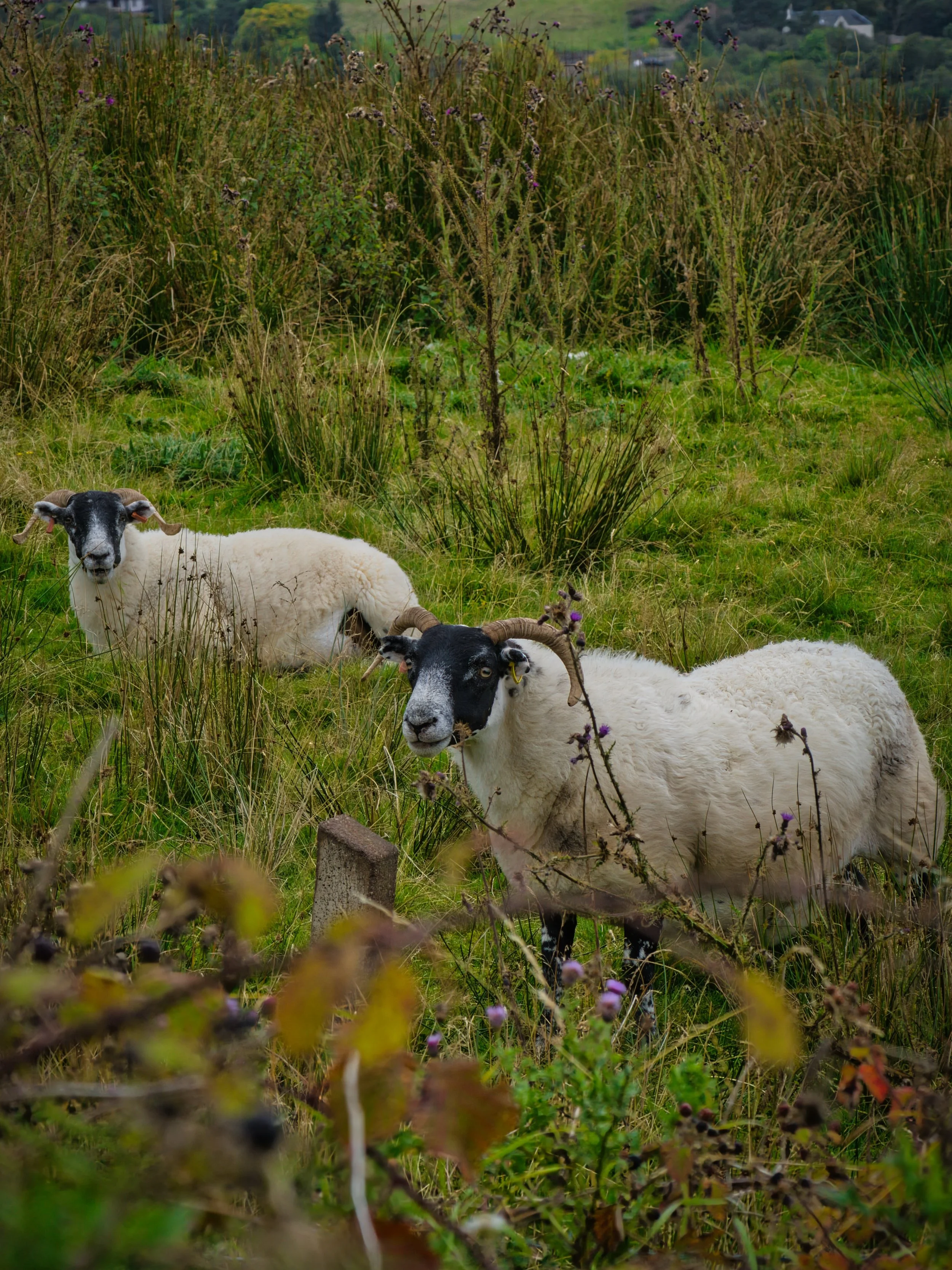 📍Highlands, Scotland

Today a photo of some sheep that I saw while visiting the Scottish Highlands.

@sonyalphaeu 6600
@sony.deutschland.at E 70-350 mm F4.5-6.3 OSS
ISO: 250
100 mm 
f/10, 1/400

Edited with Luminar Neo

#travelwithlenses #mynatureph