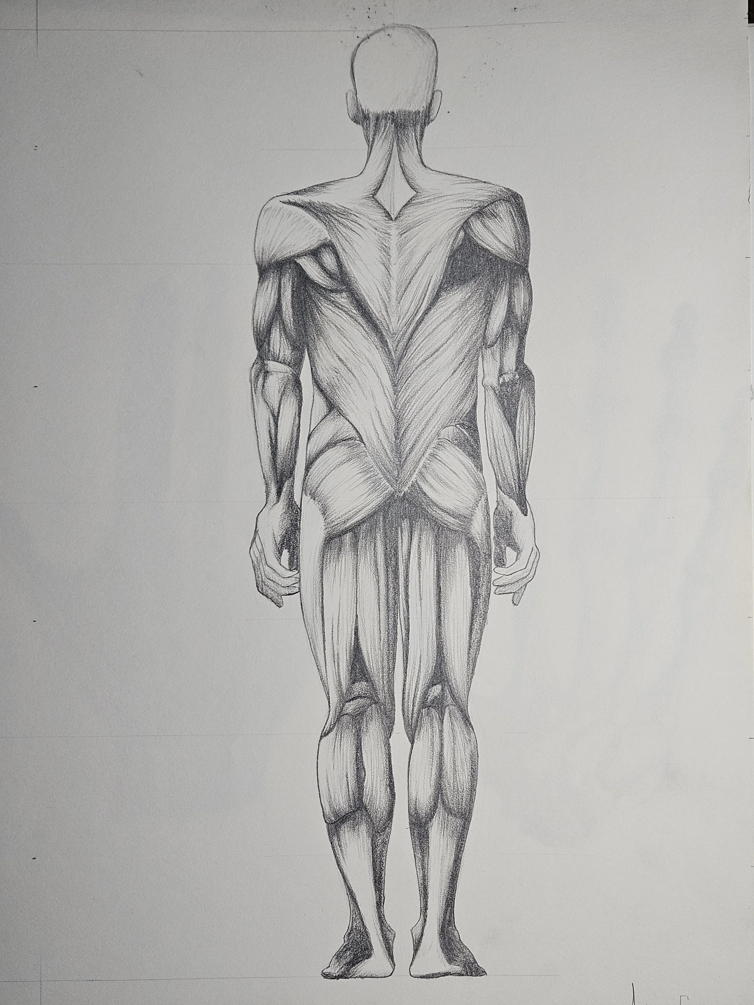 figure drawing - muscular system back